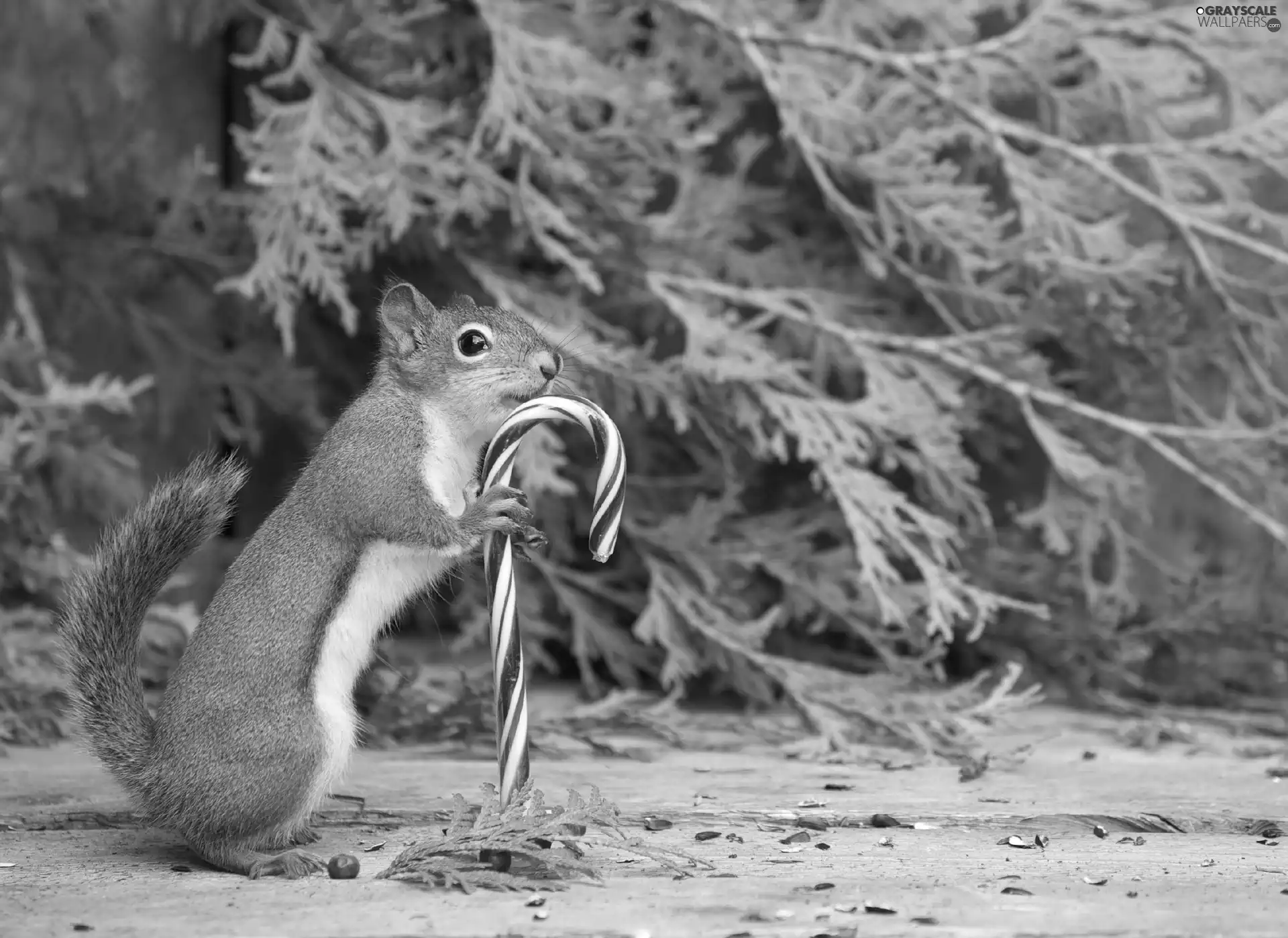christmas, squirrel, Drops