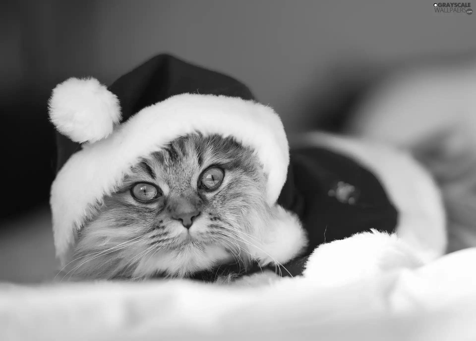 christmas, kitten, hood