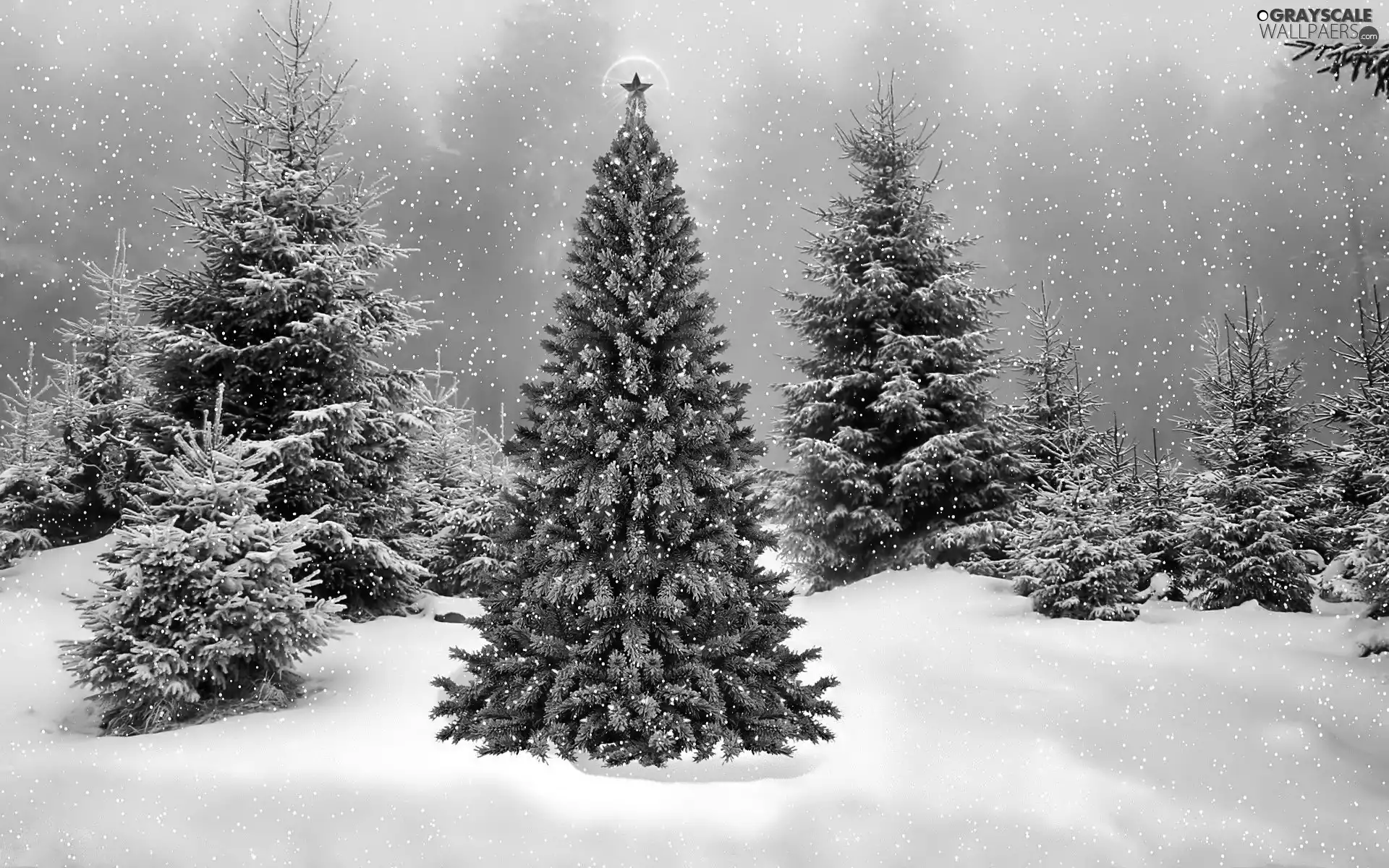 Grayscale Christmas, winter, incident, snow, christmas tree, forest ...