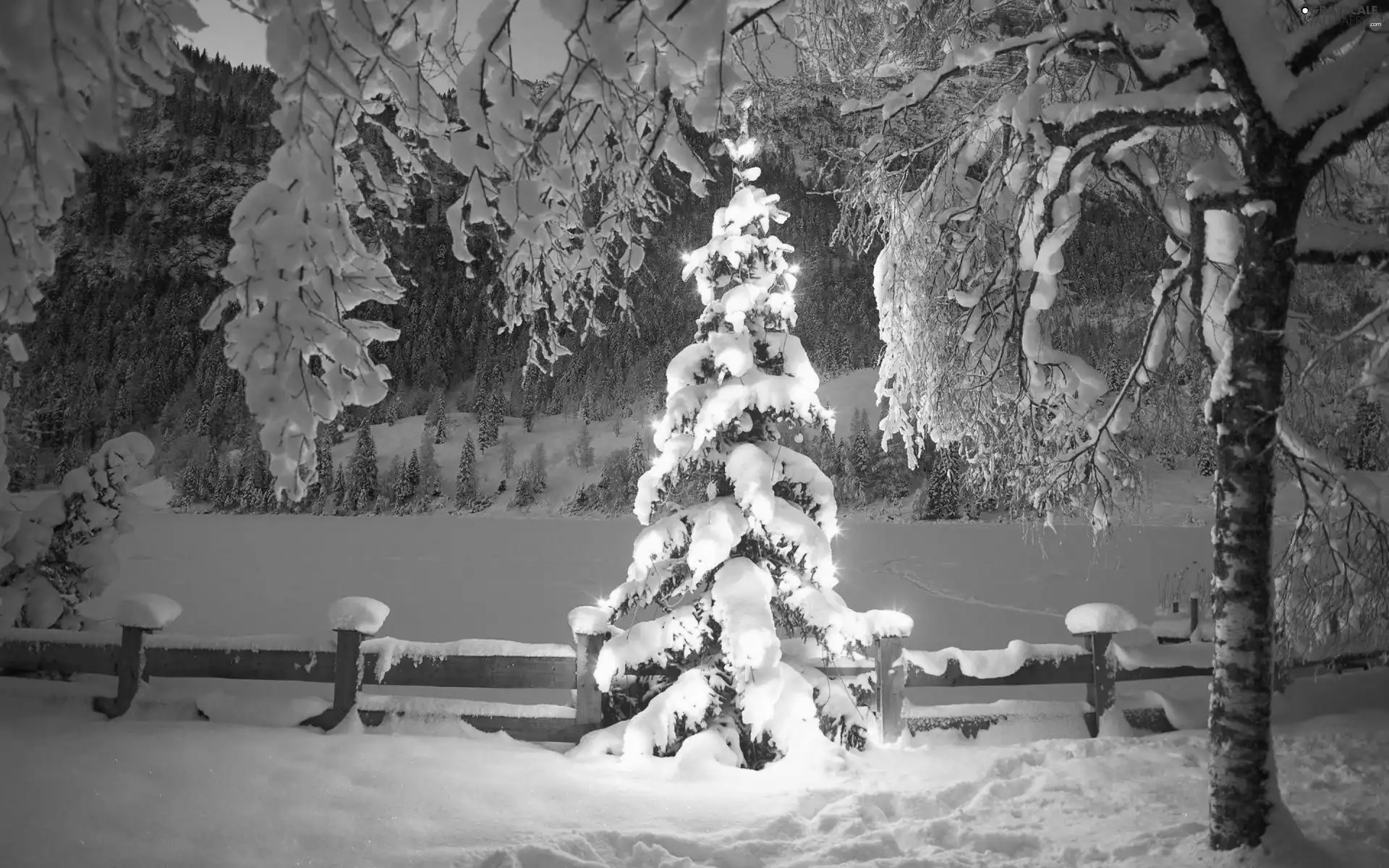 lights, winter, christmas tree