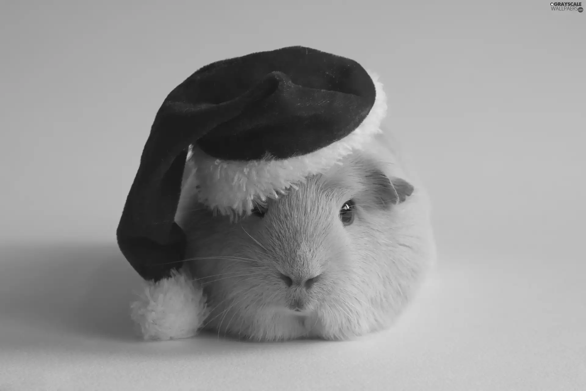 guinea pig, Nicholas, christmas, Hat