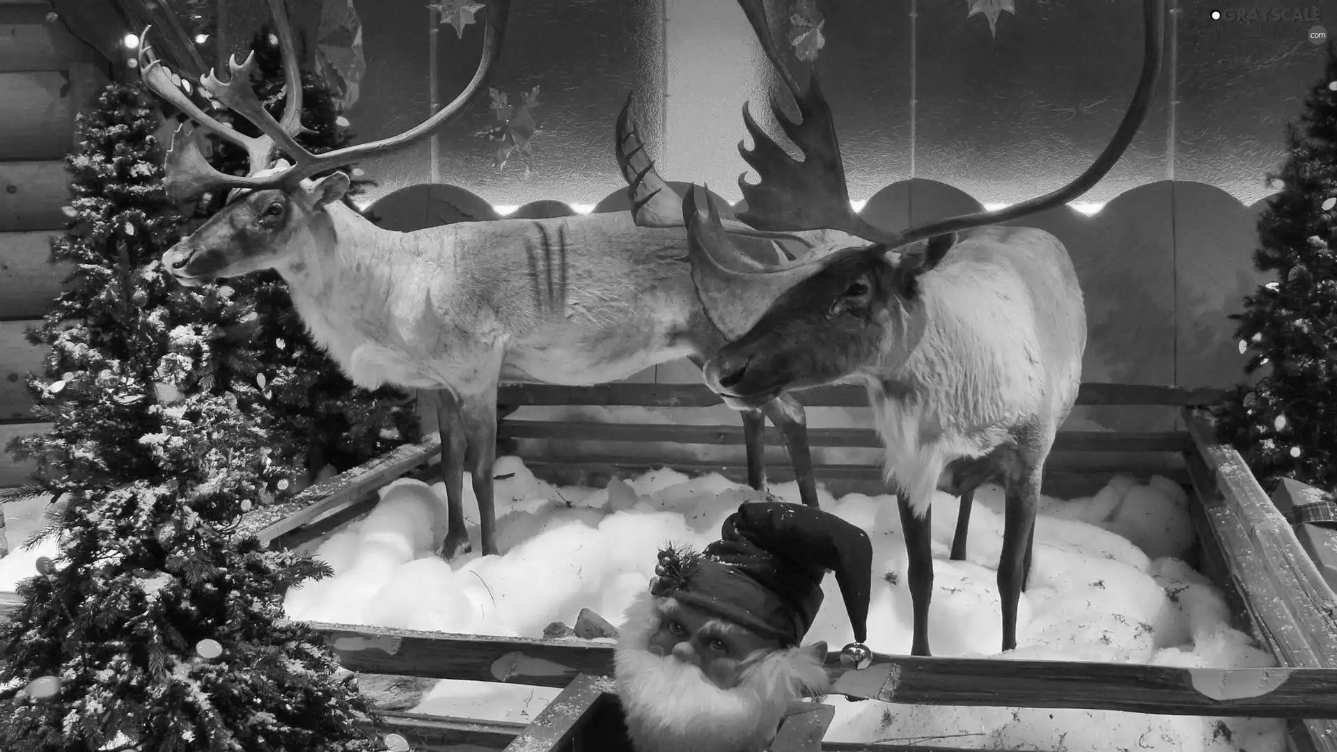 reindeer, Christmas