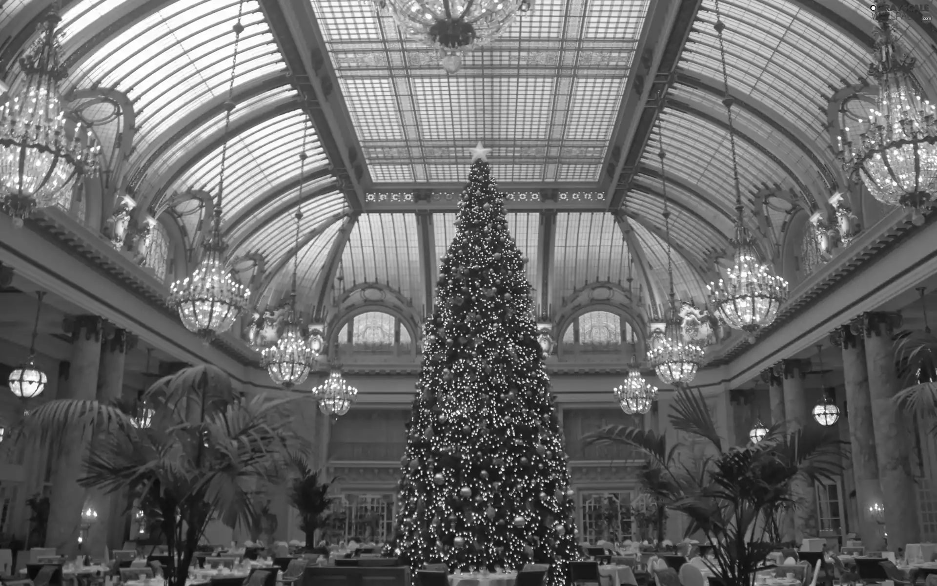 christmas tree, Restaurant