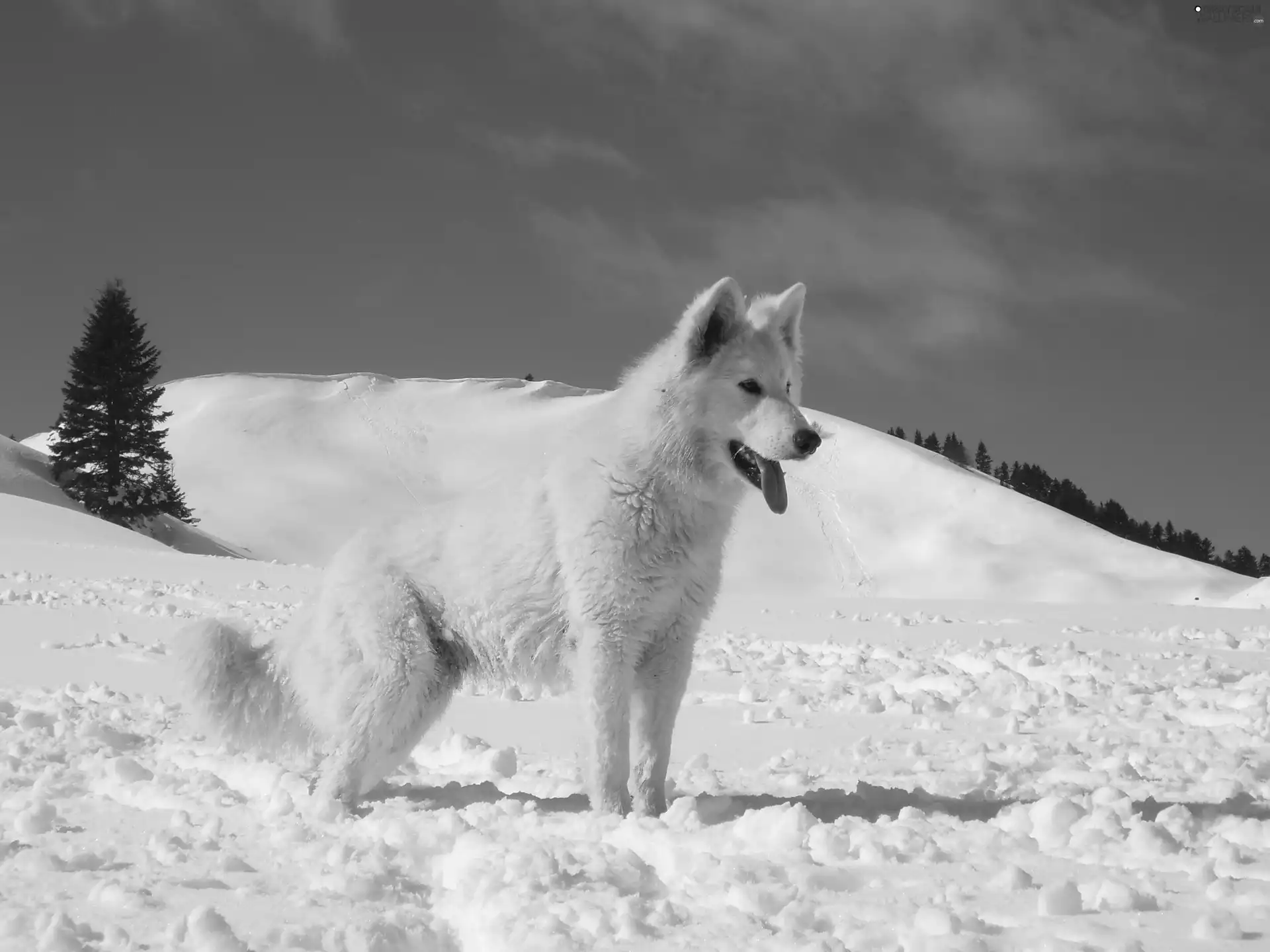 snow, Shepherd US-Canadian, christmas tree