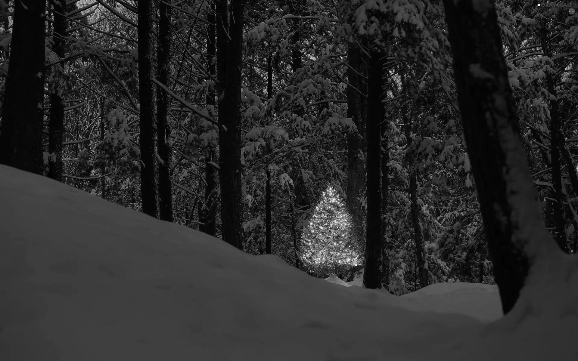 winter, illuminated, christmas tree, forest