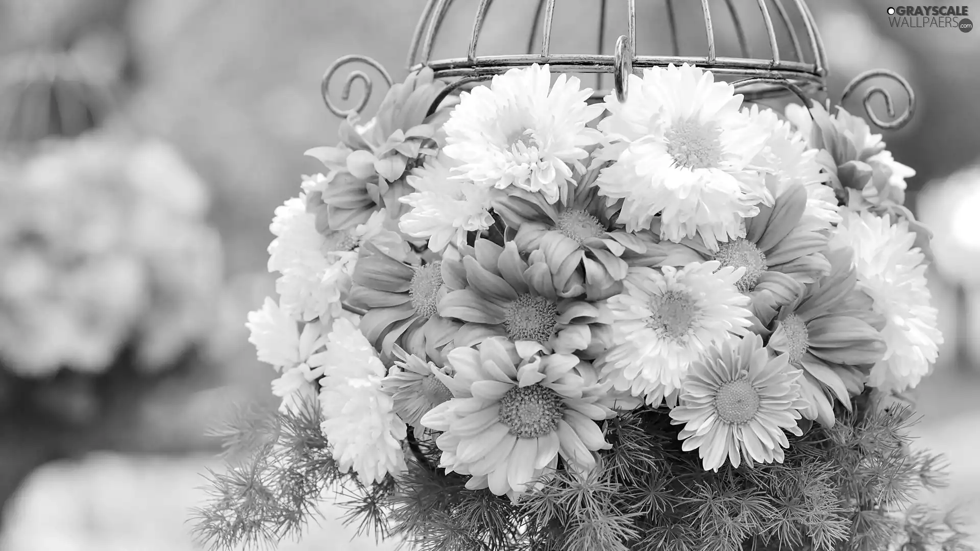 chrysanthemum, bouquet, flowers