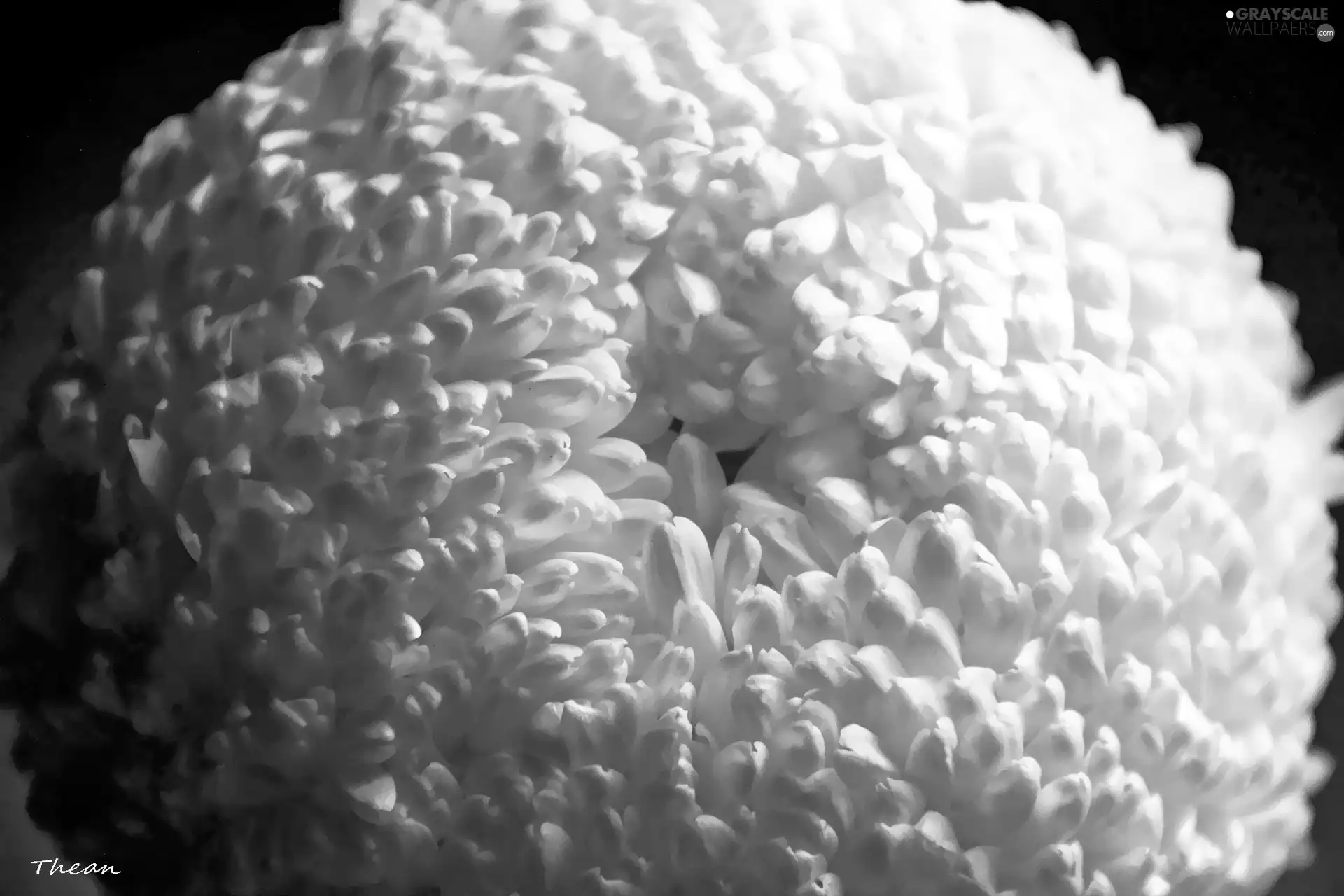 Colourfull Flowers, White, chrysanthemum