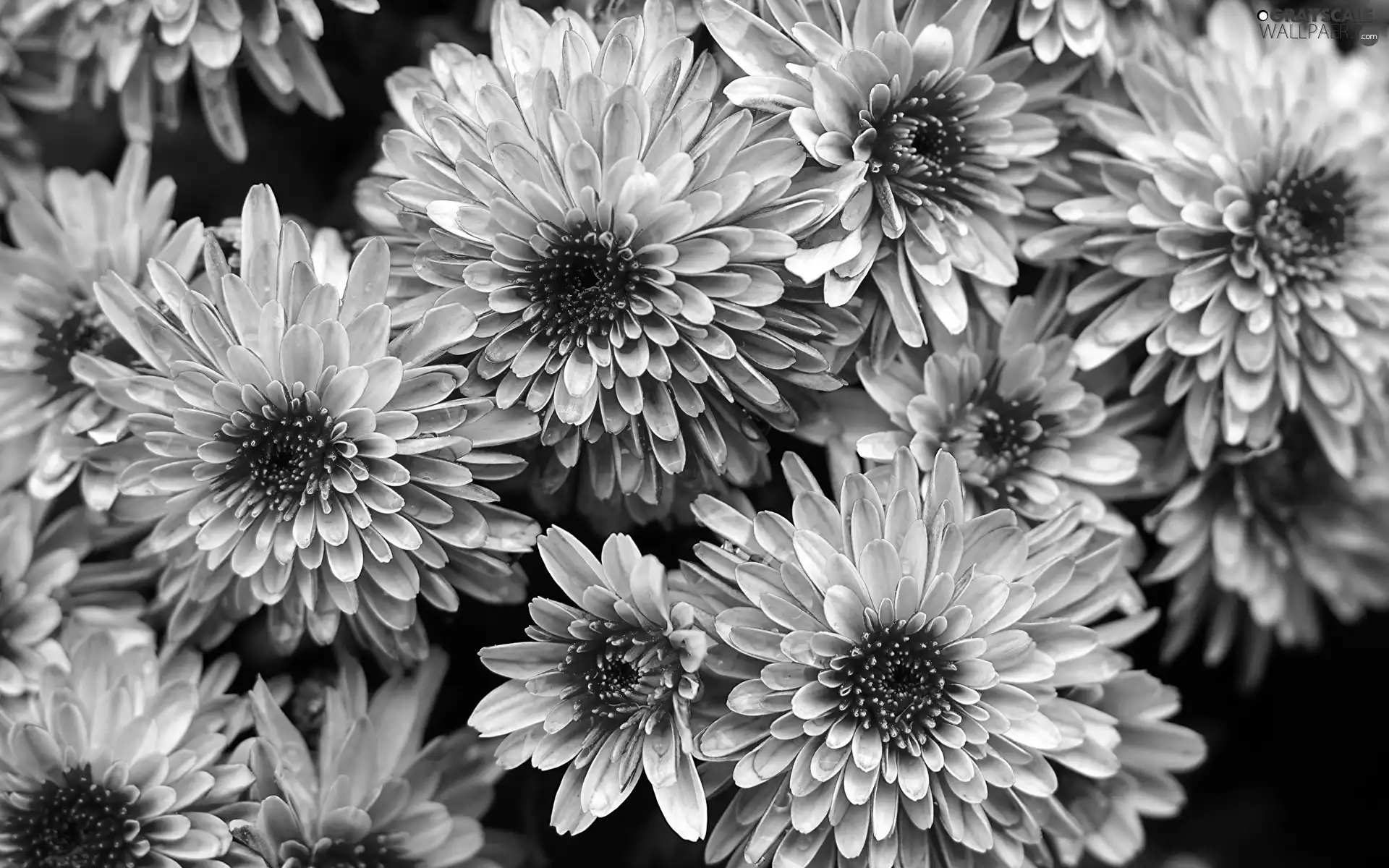 Flowers, Pink, bloom, Chrysanthemums