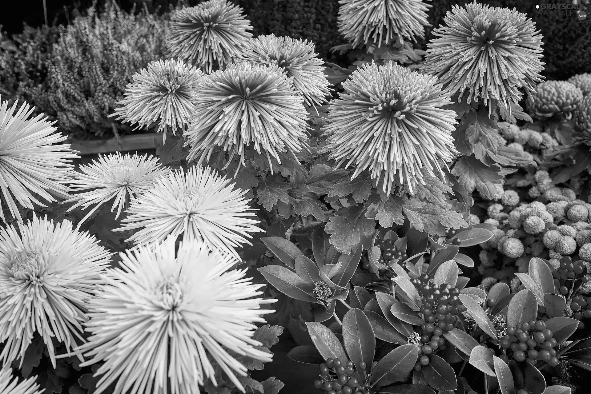 Flowers, Plants, ornamental, Chrysanthemums