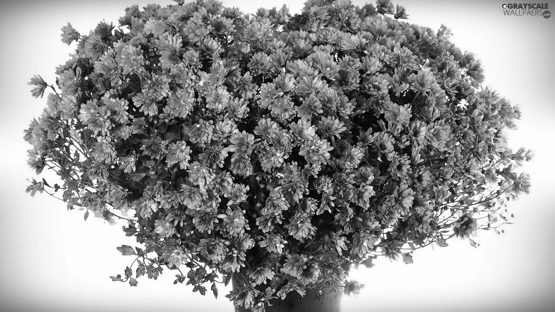 chrysanthemums, bouquet, pink