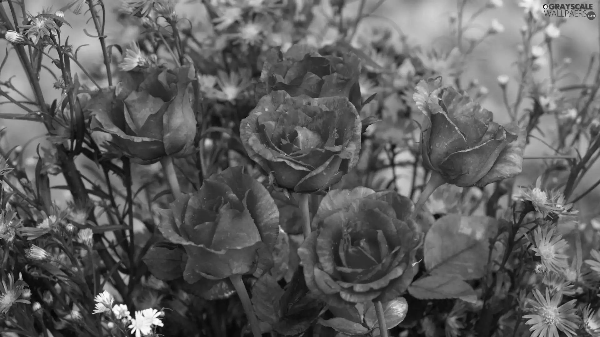 Red, Pink, Astra, roses
