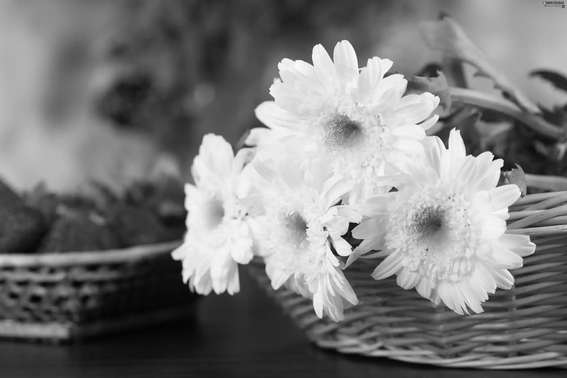 Chrysanthemums, basket, White