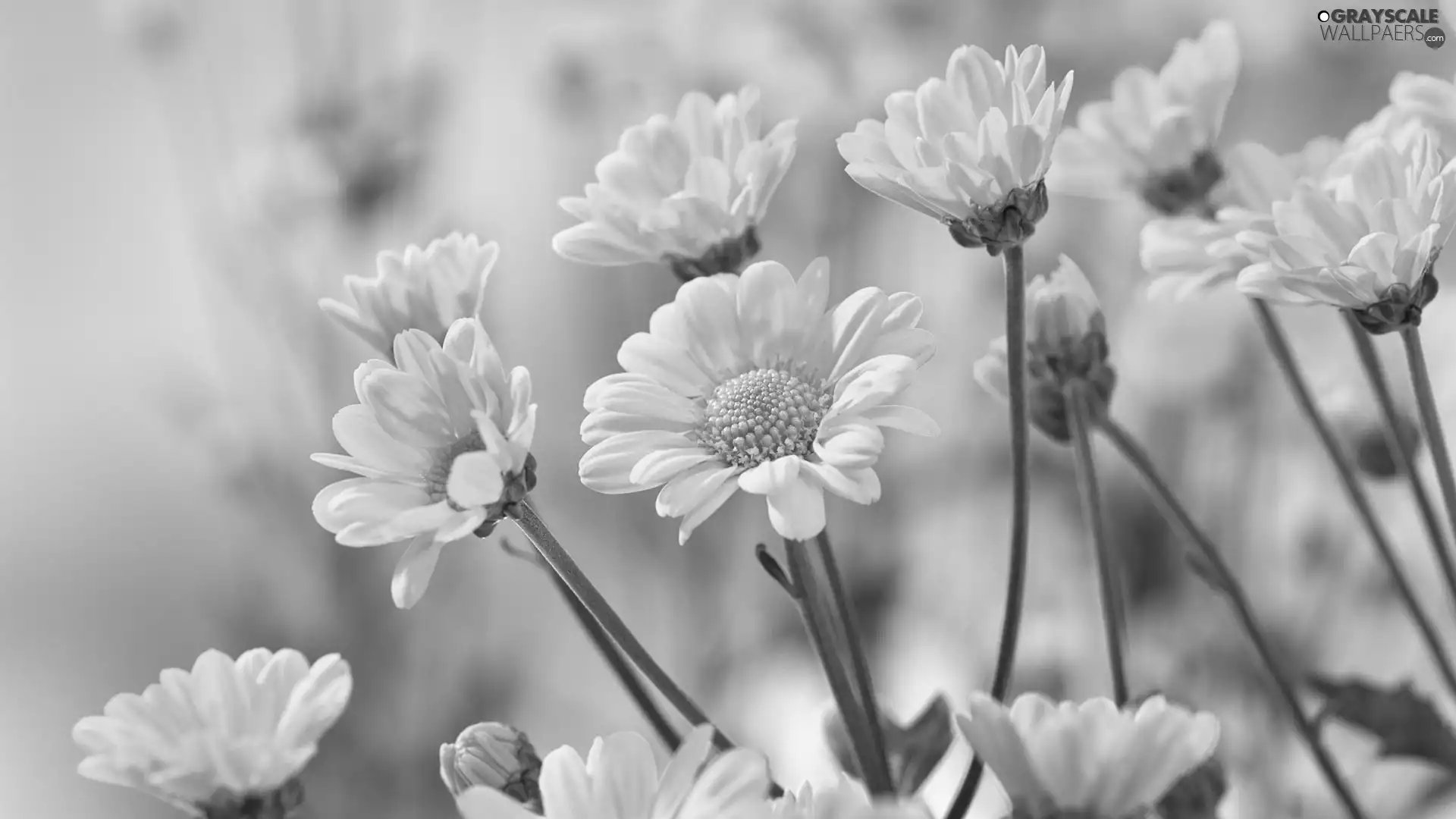 Yellow, Chrysanthemums