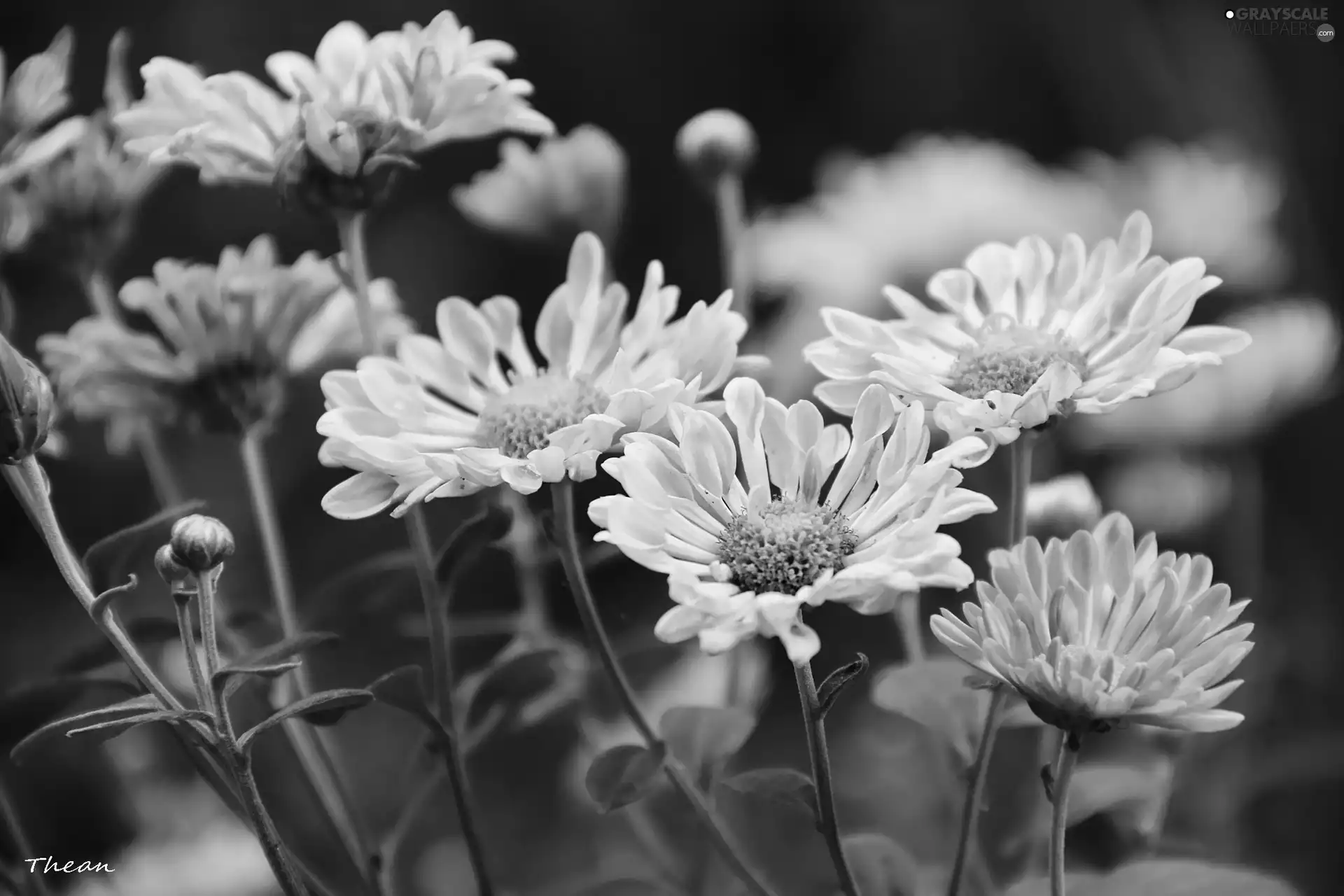 Chrysanthemums