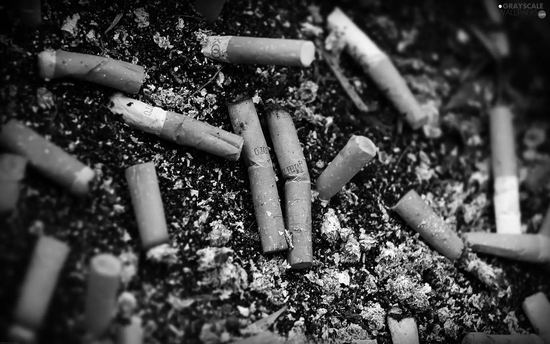 butts, cigarette