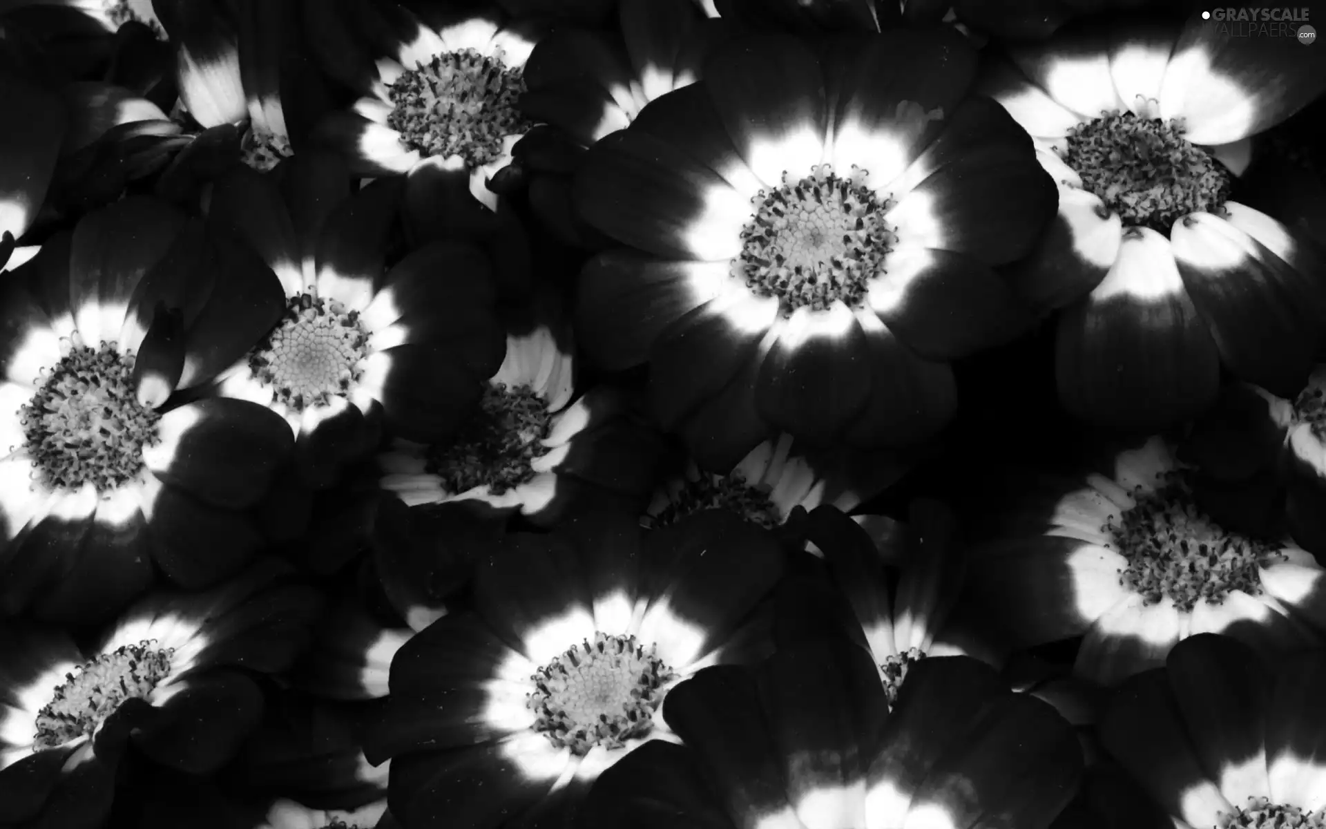 Flowers, cineraria