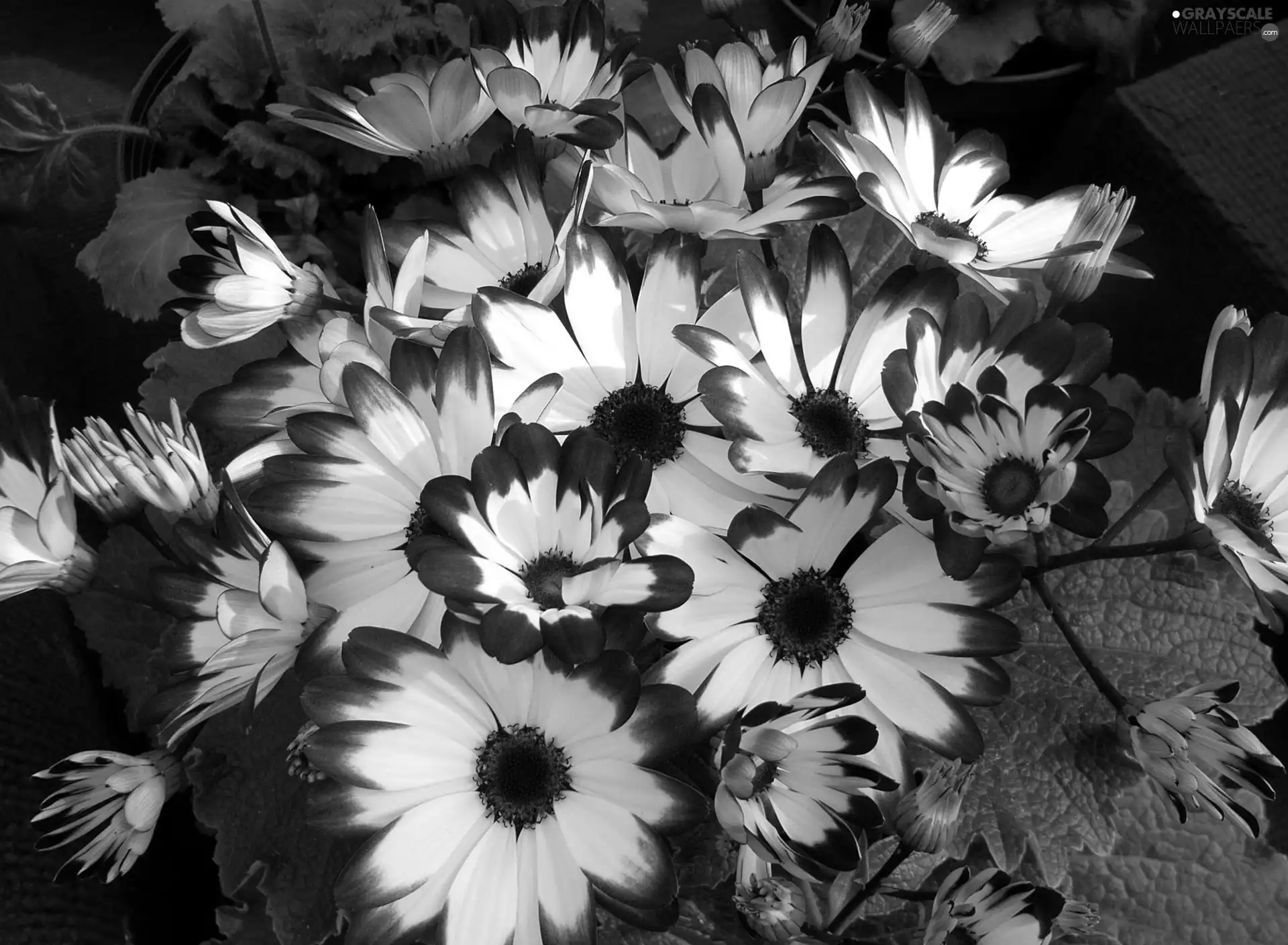 cineraria, blue, White