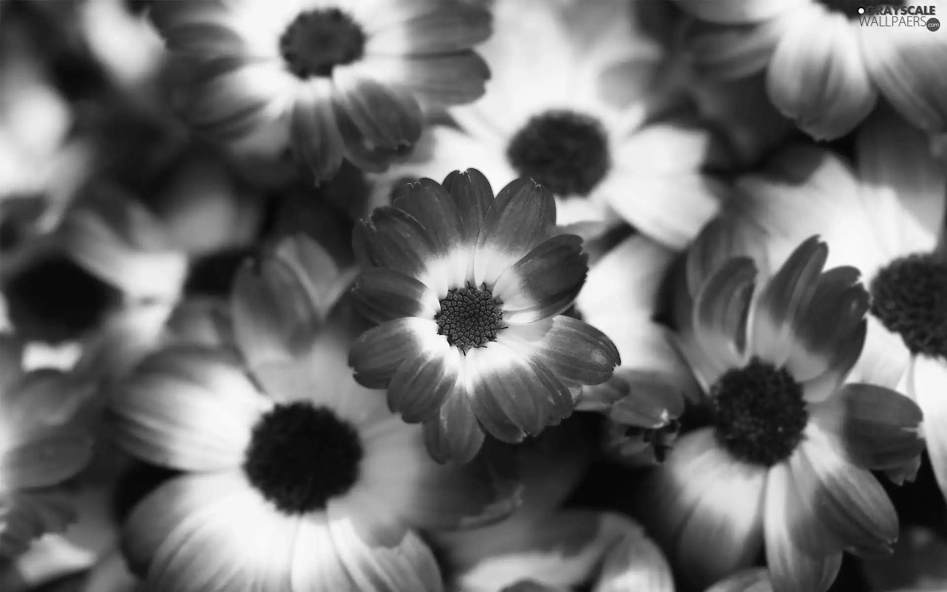 cineraria, purple, White