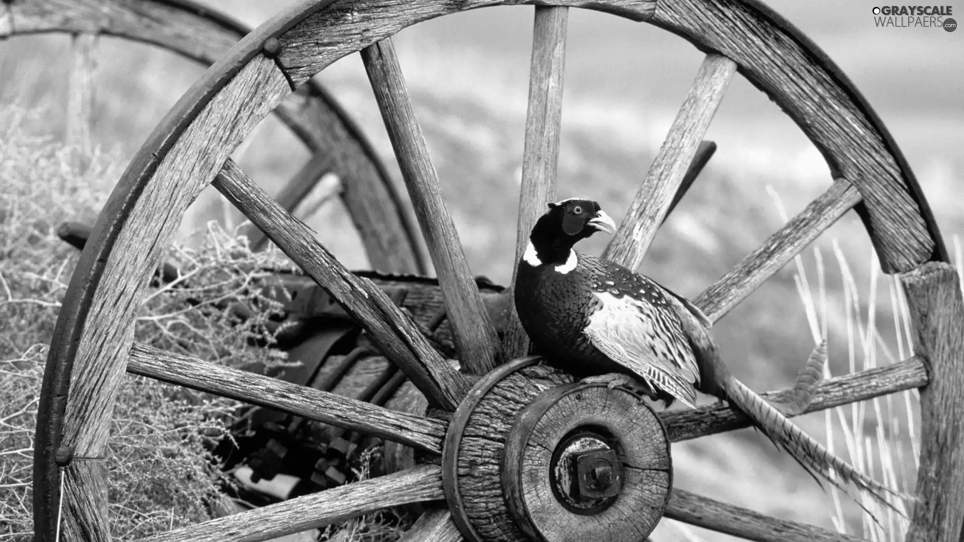 circle, pheasant, wood