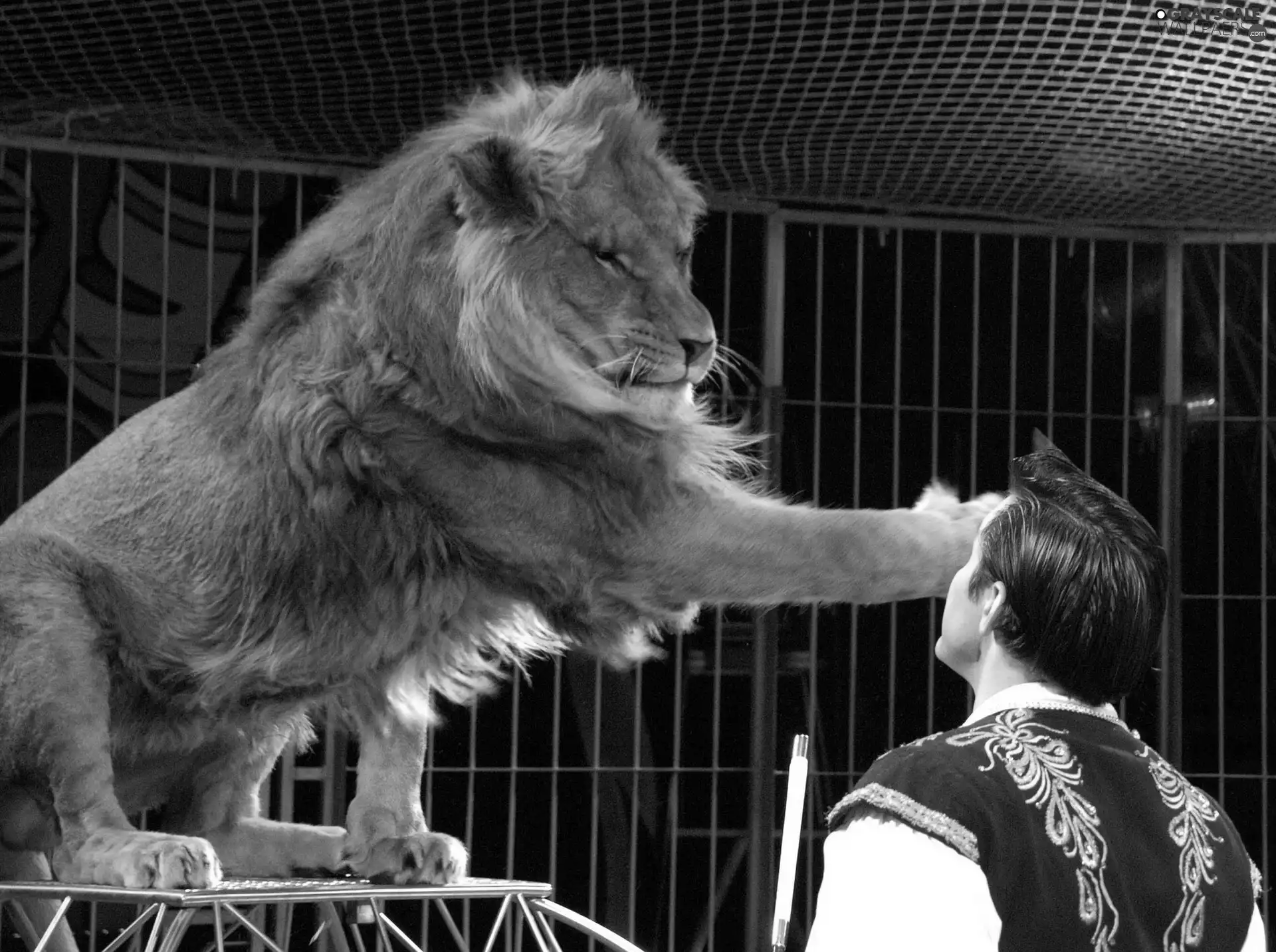 circus, Lion, trainer