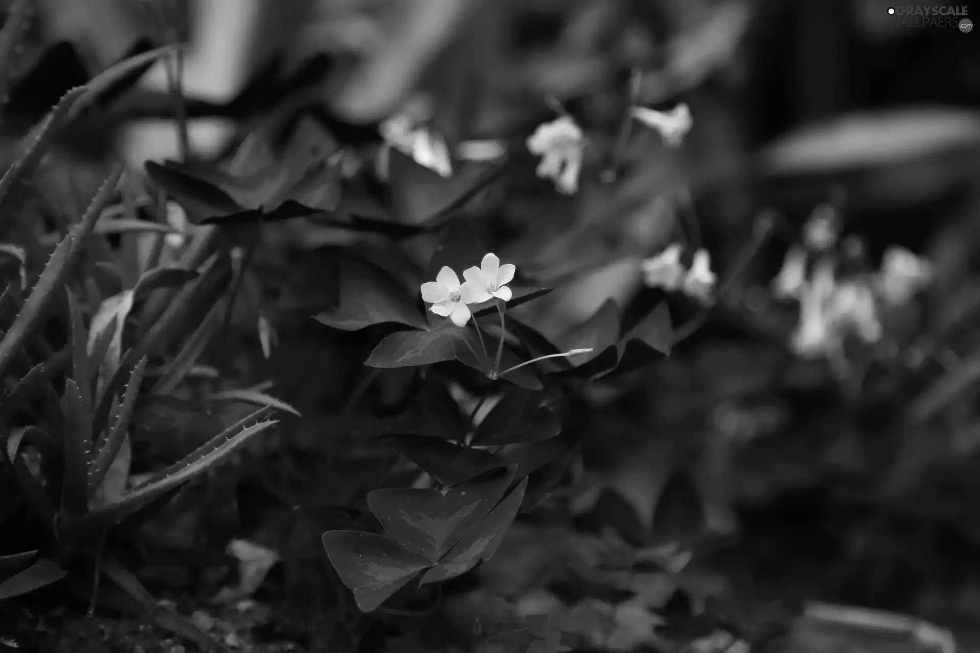 leaves, False Shamrock, claret