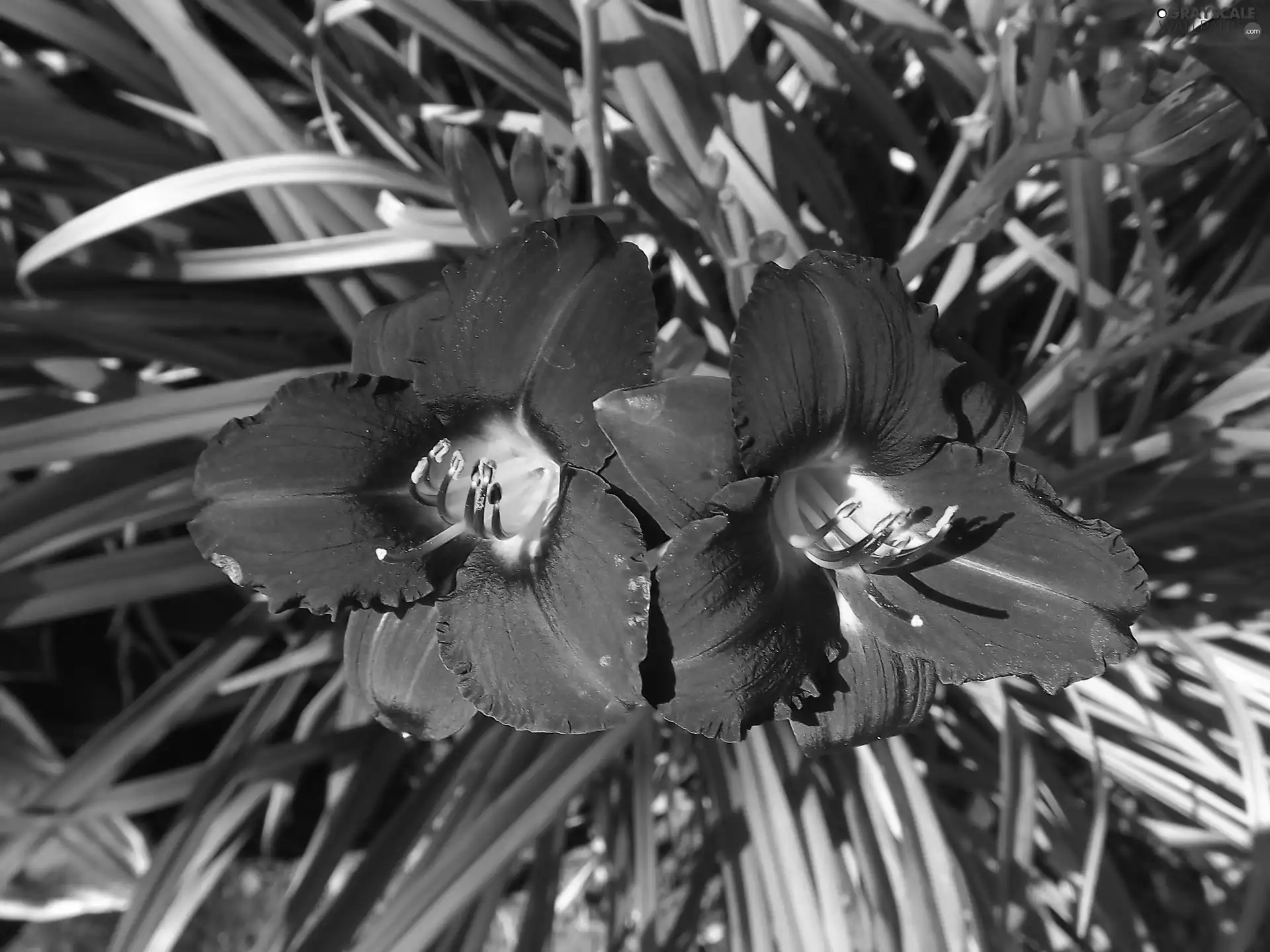 claret, Flowers, Daylilies
