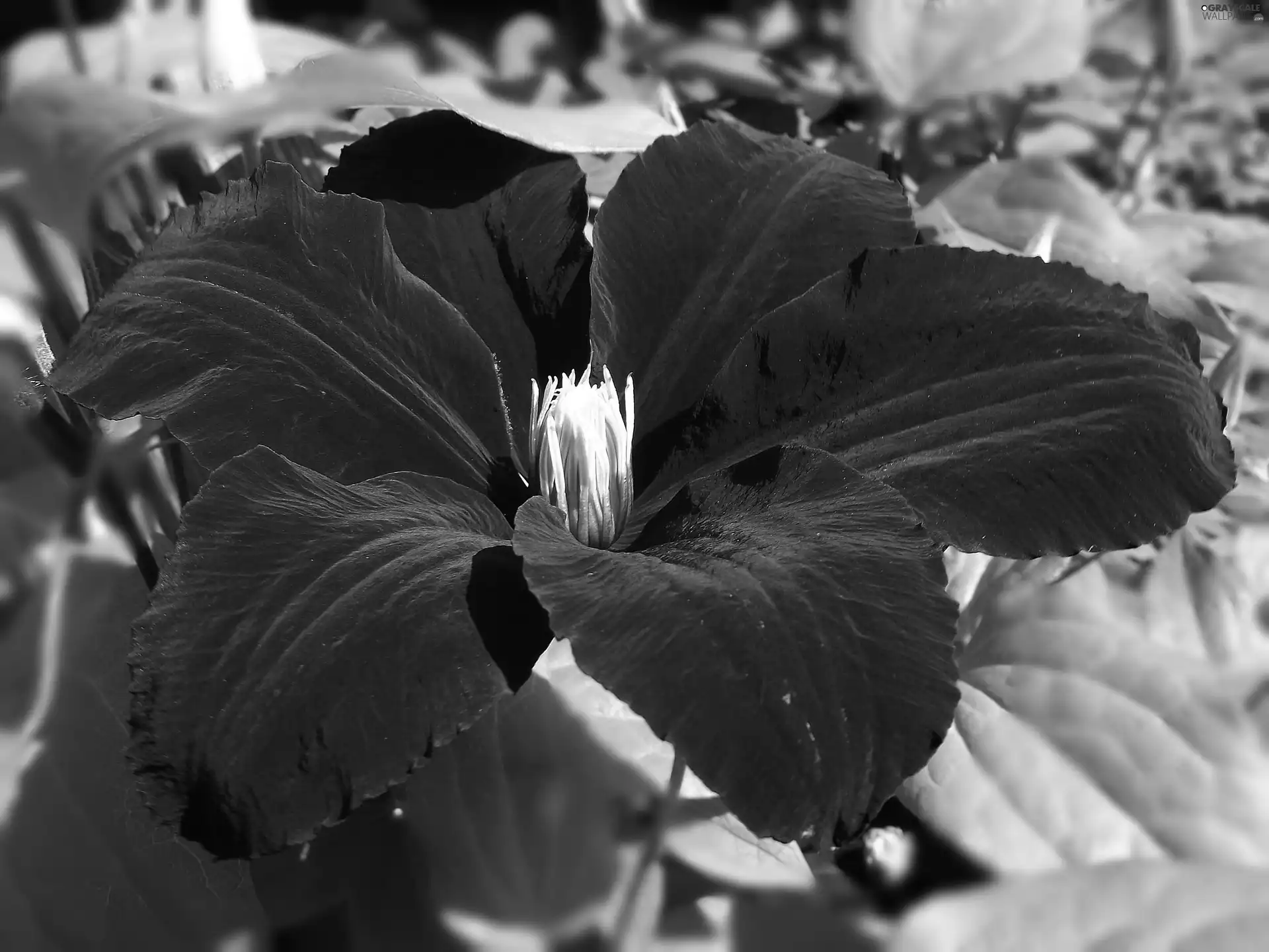 Flowers, Clematis