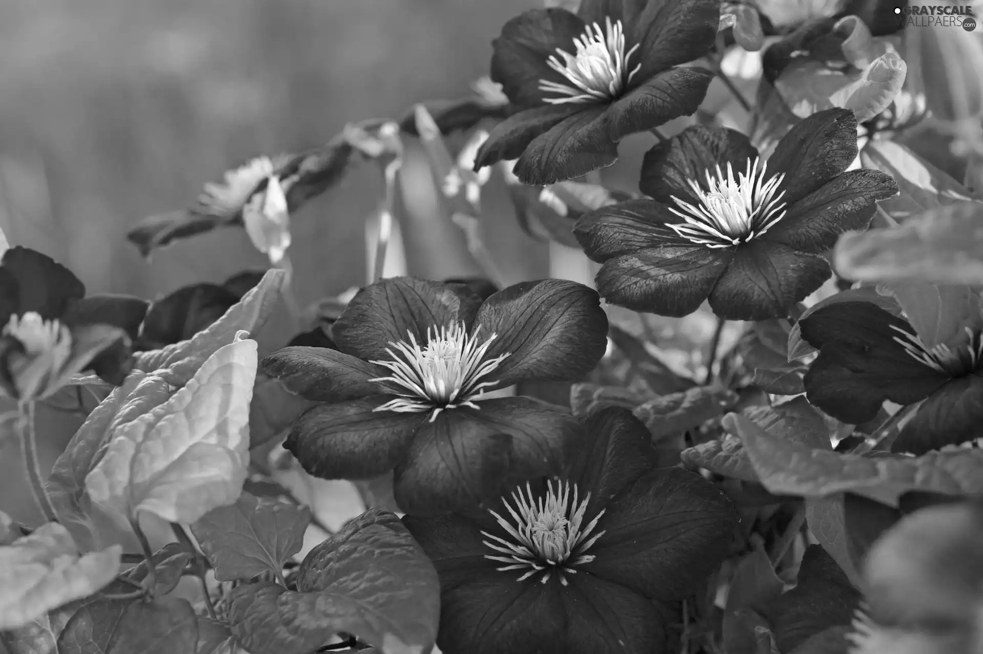 Flowers, Clematis