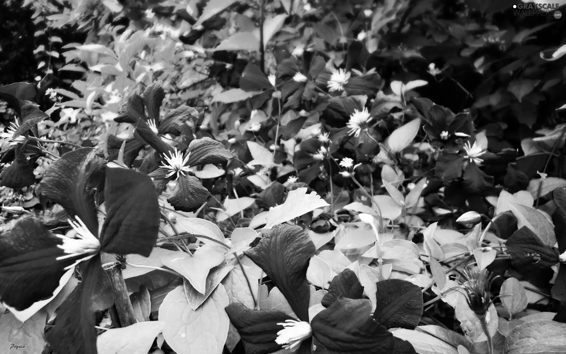 Clematis, Violet, traveller