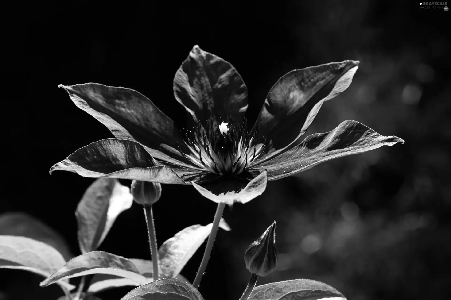Violet, Clematis