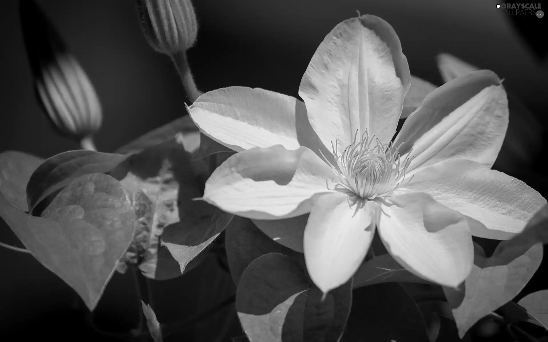 White, Clematis