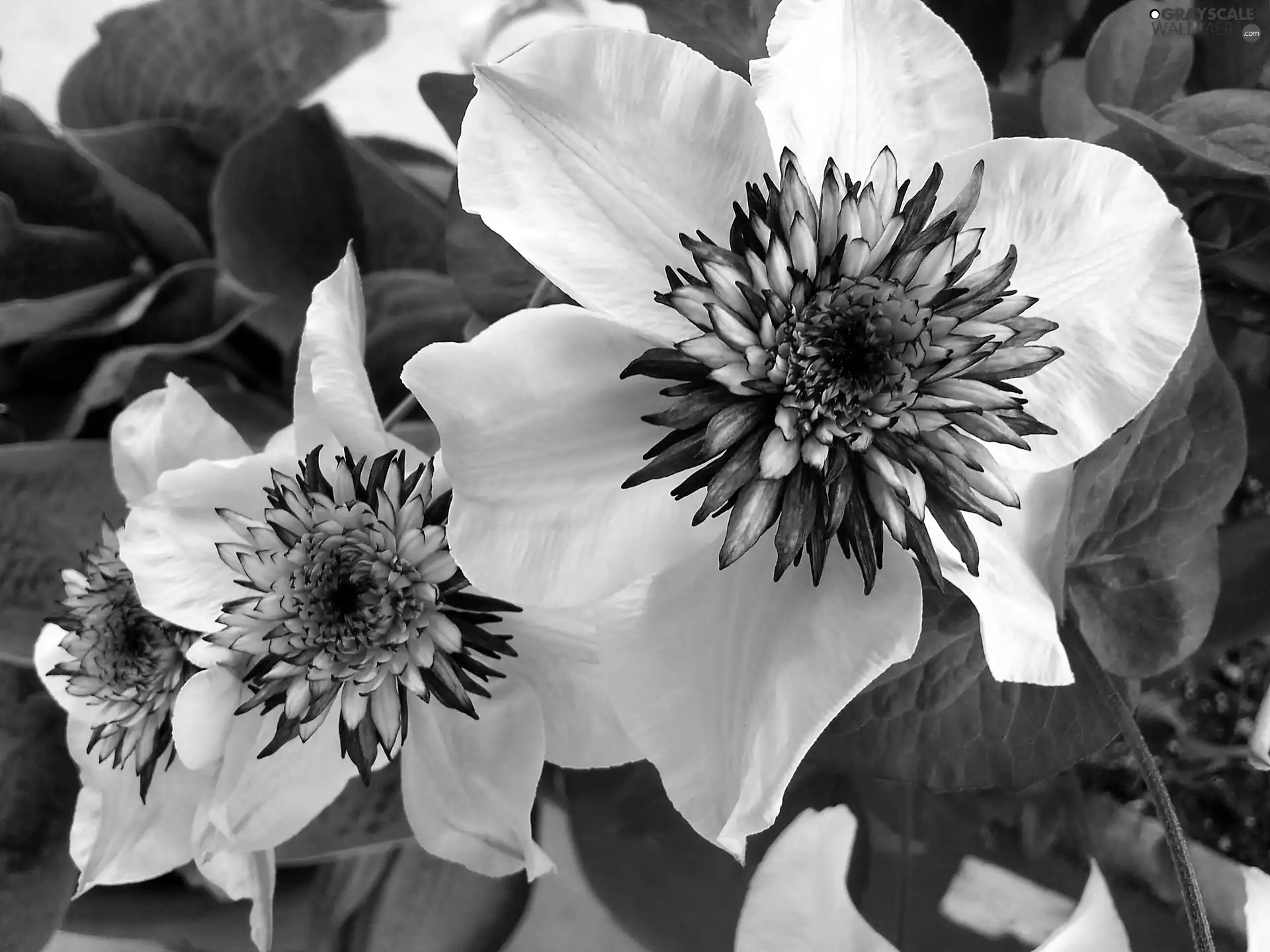 White, Clematis