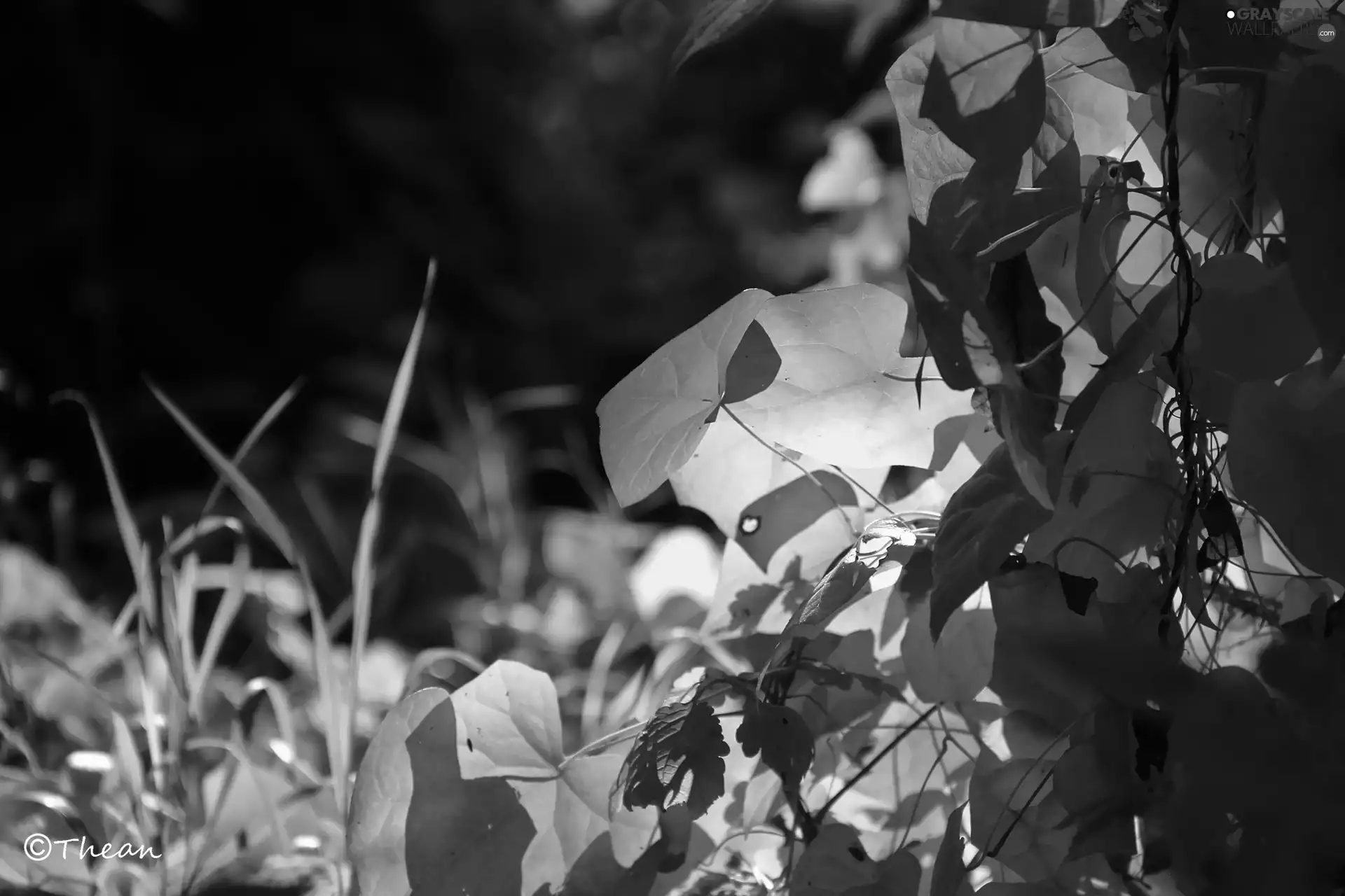 Climbers, Yellow, Leaf