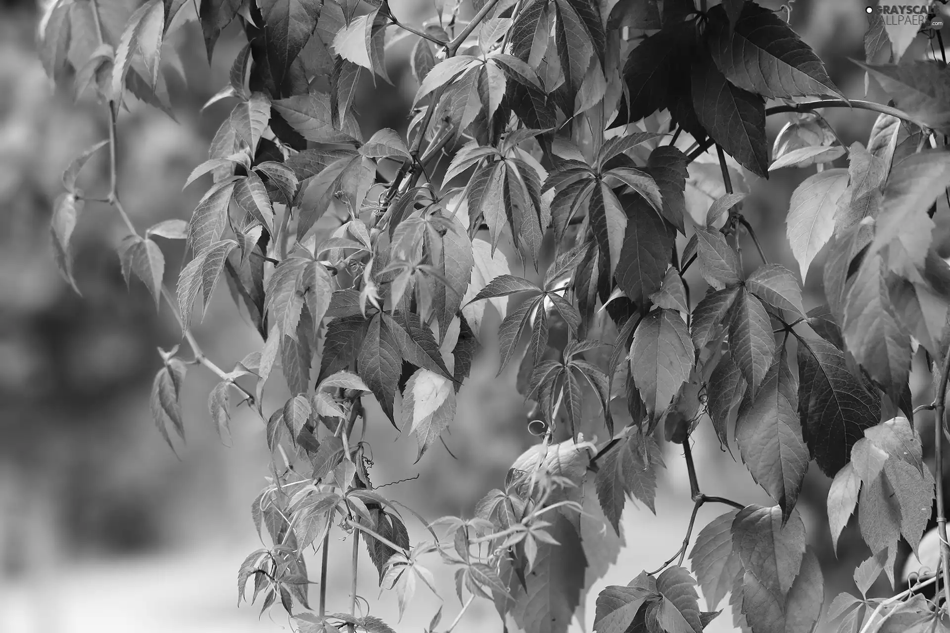 Woodbine, Leaf, Climbers, Red