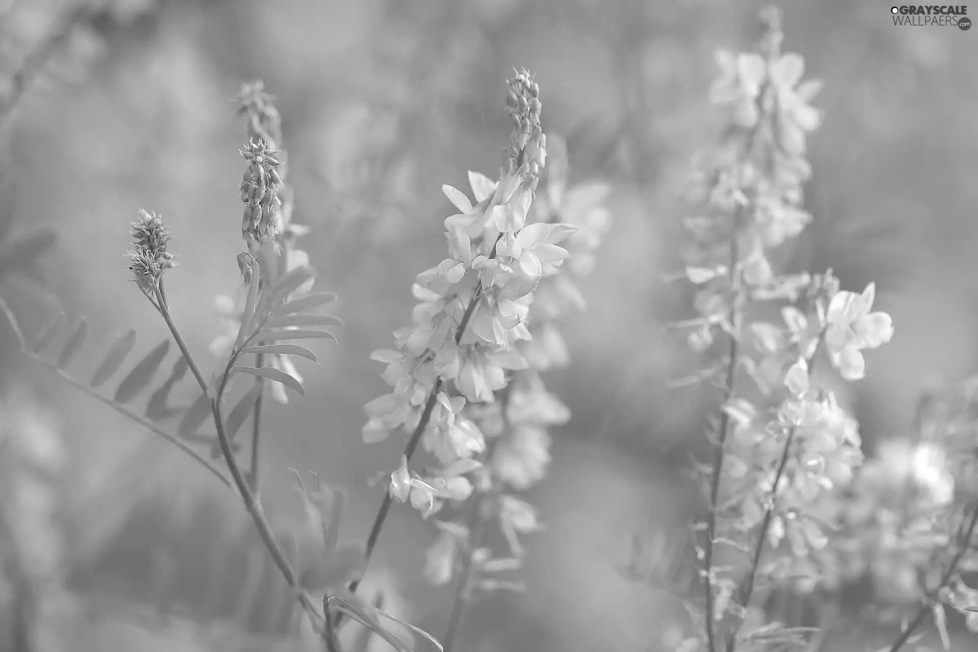 Climbing, White, Flowers