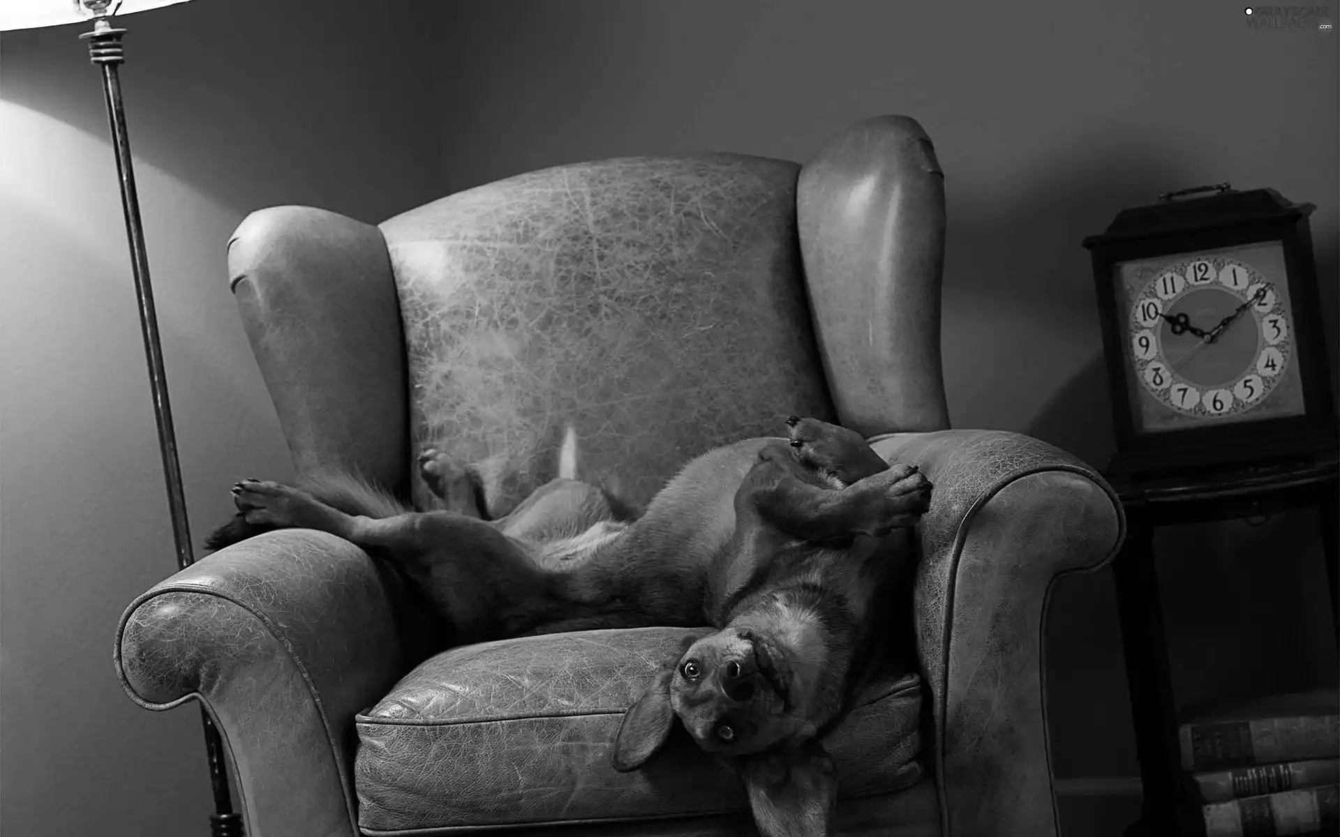 Clock, dog, Armchair