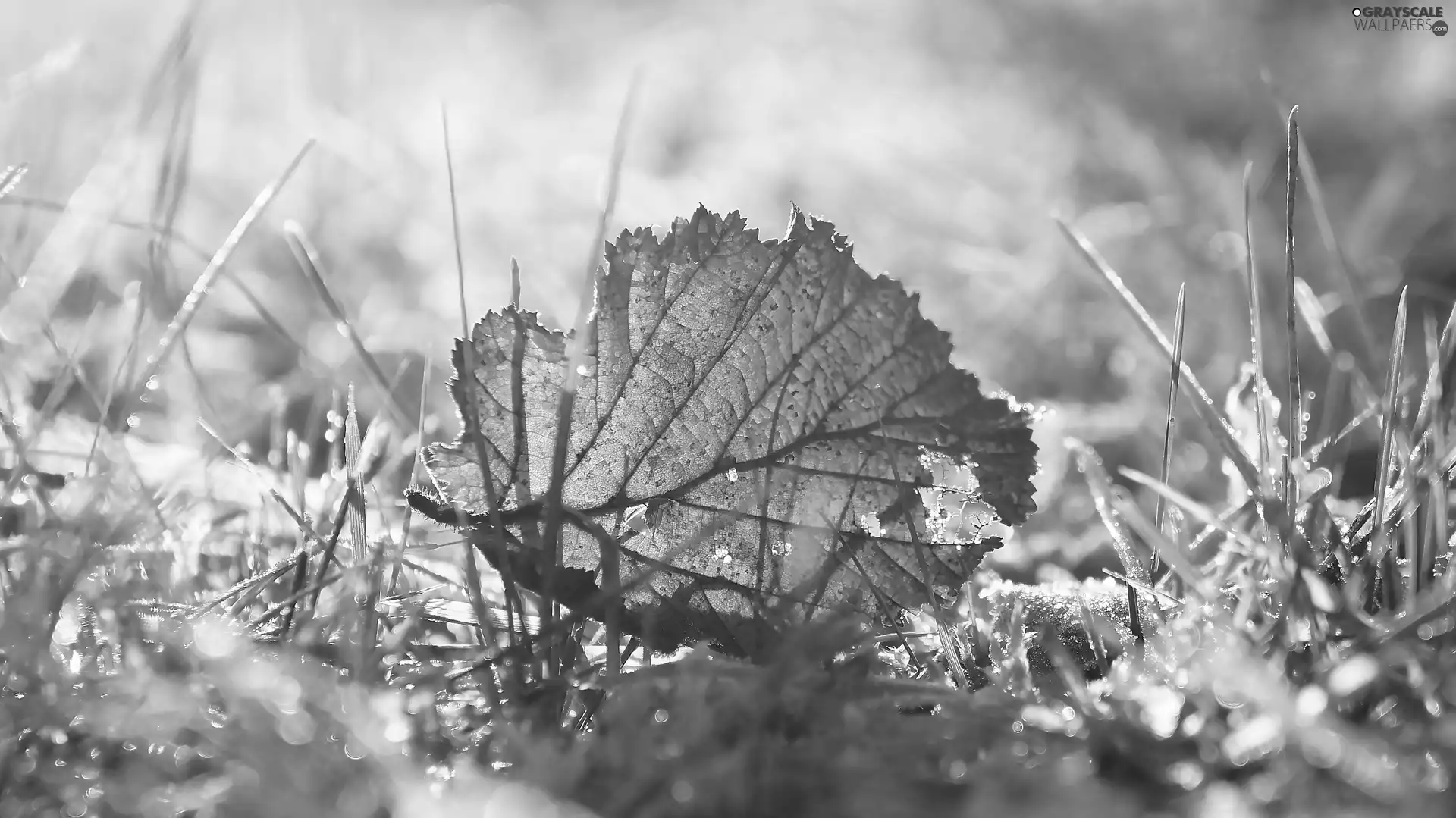 Autumn, grass, Close, leaf