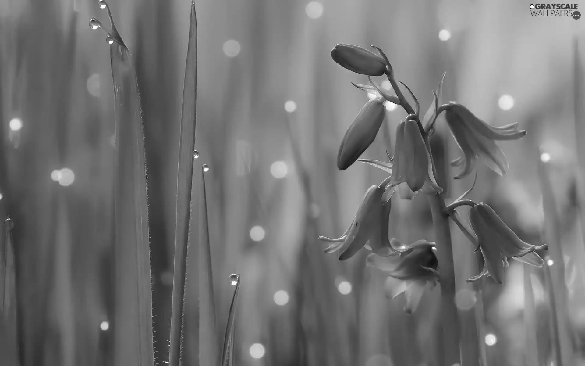 bell, grass, Close, drops