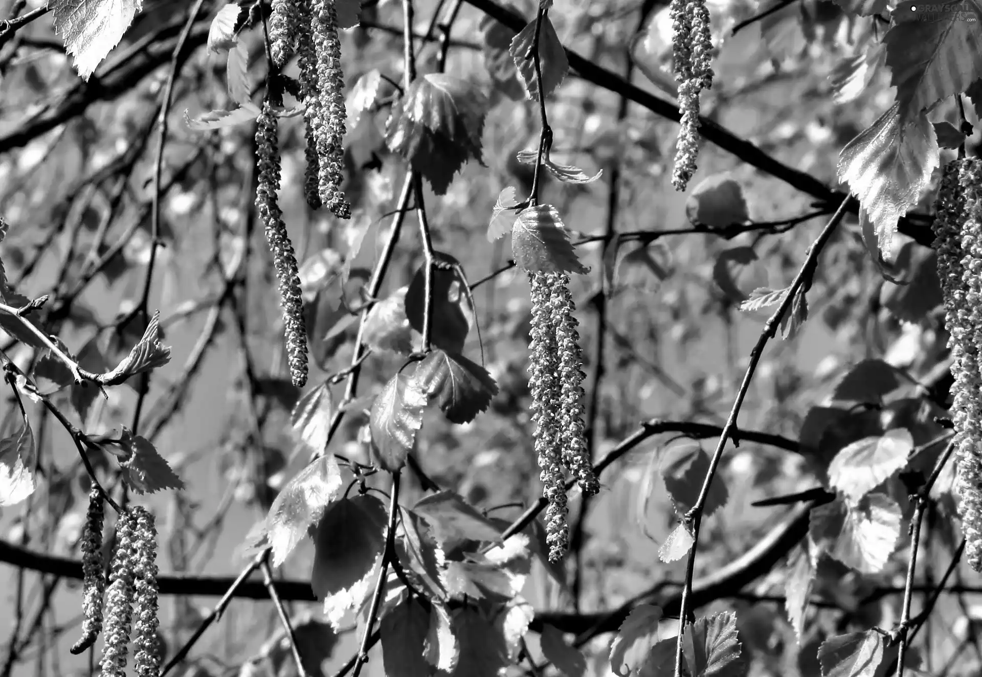Blossoming, Spring, Close, birch-tree