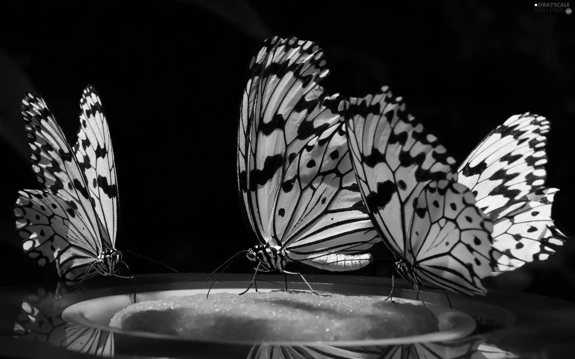 Black and white, marbled chessboard, Close, butterflies