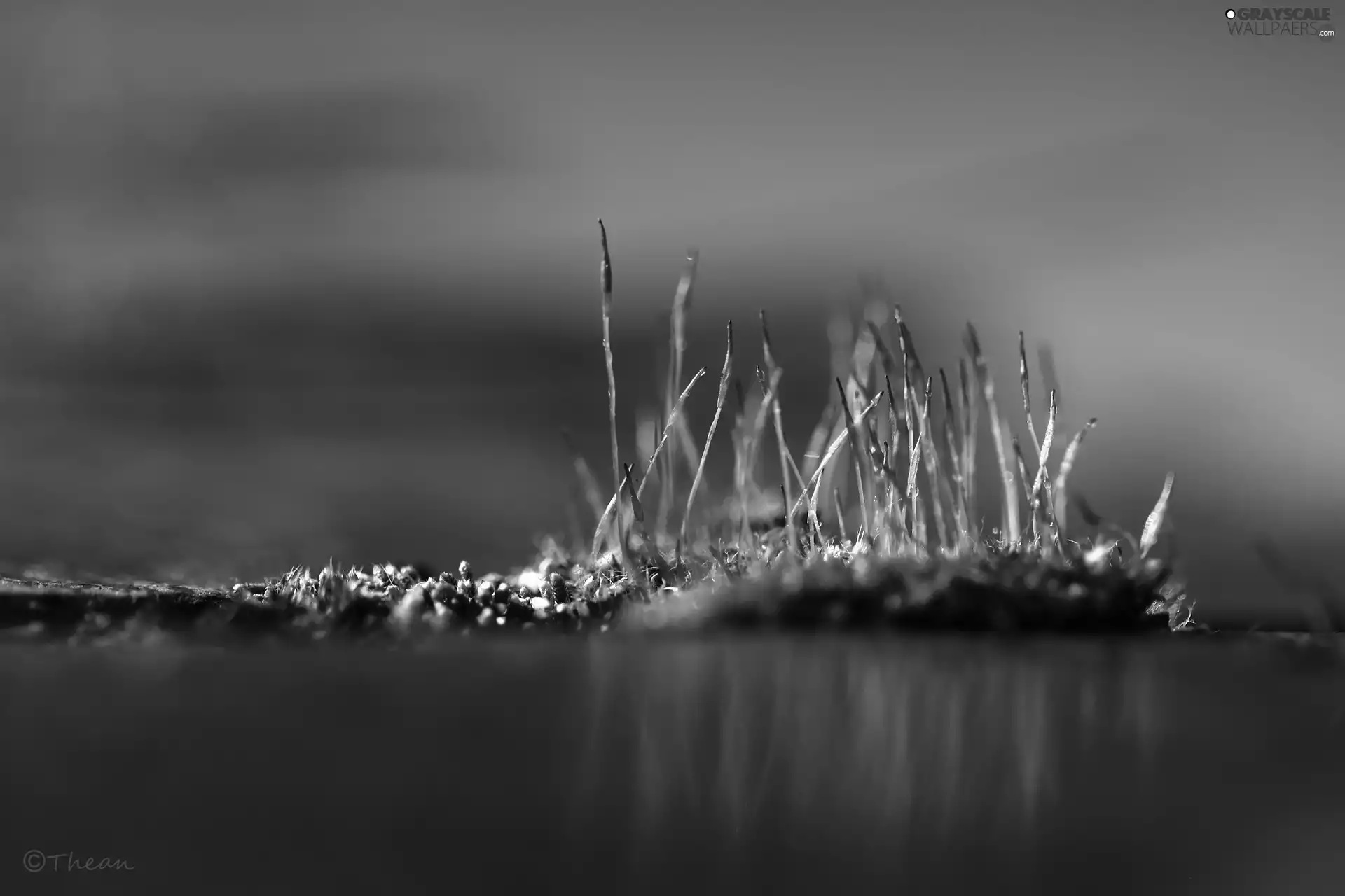 Close, Moss, blades