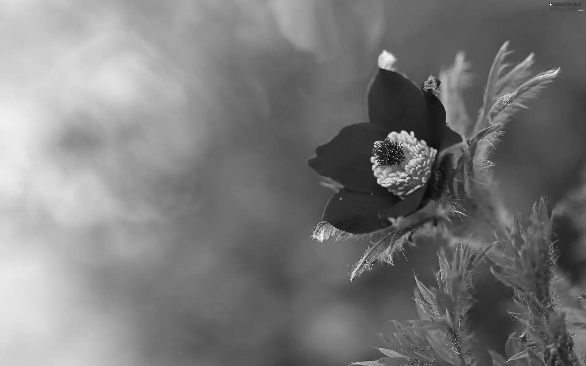 Close, pasque, Bokeh