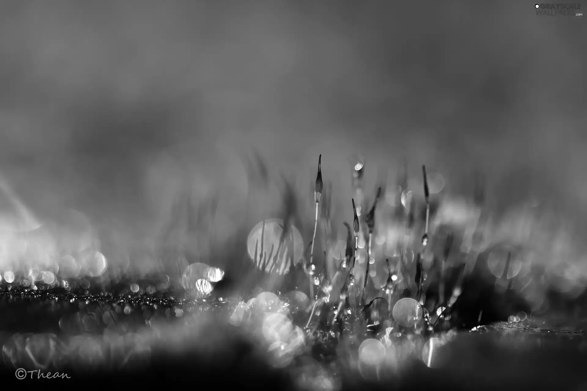 Close, Bokeh, lichens, blades, mosses