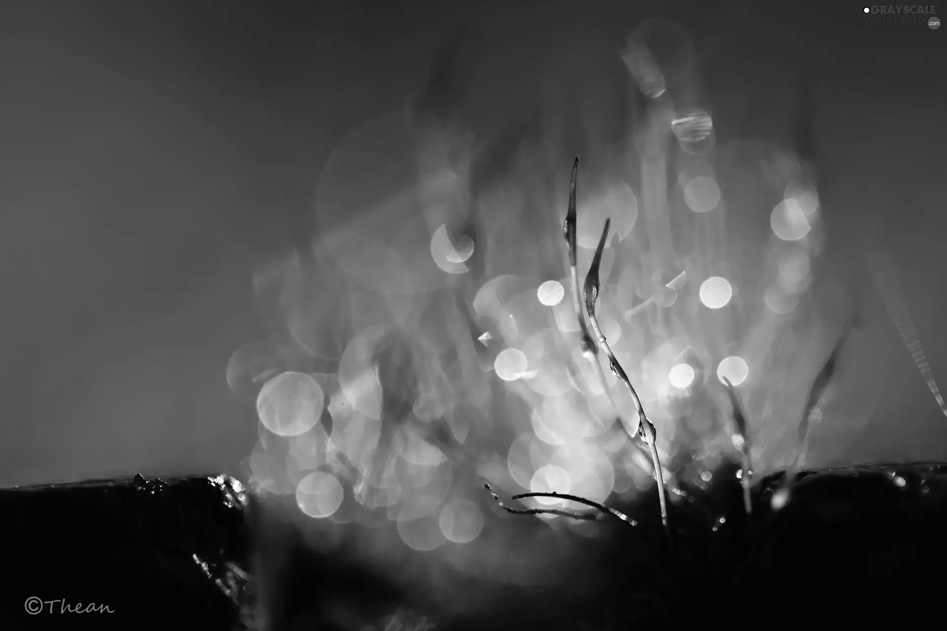 Close, Bokeh, lichens, blades, mosses