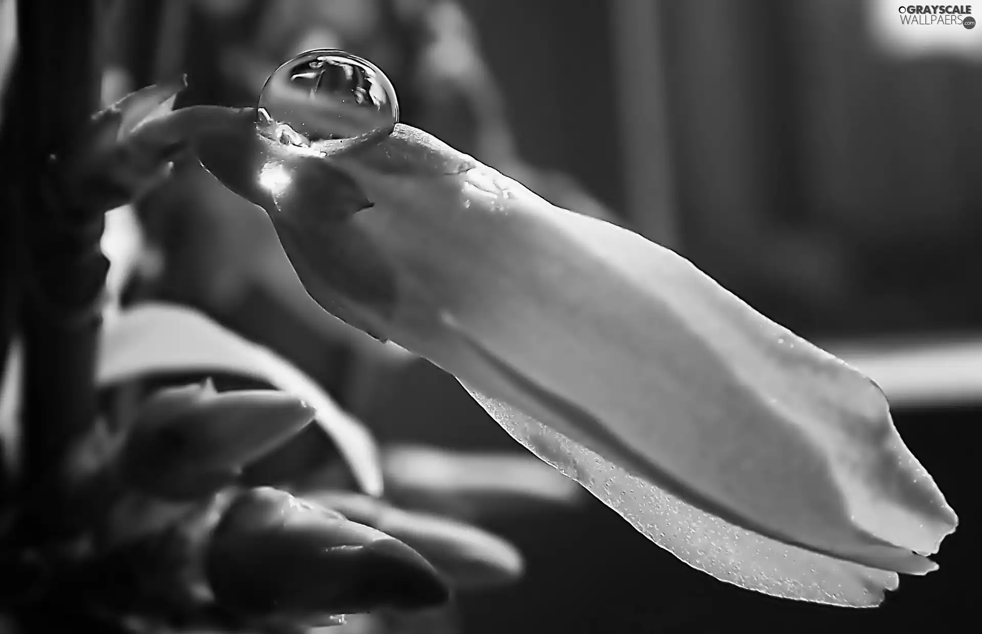 bud, drop, Close, Forsythia