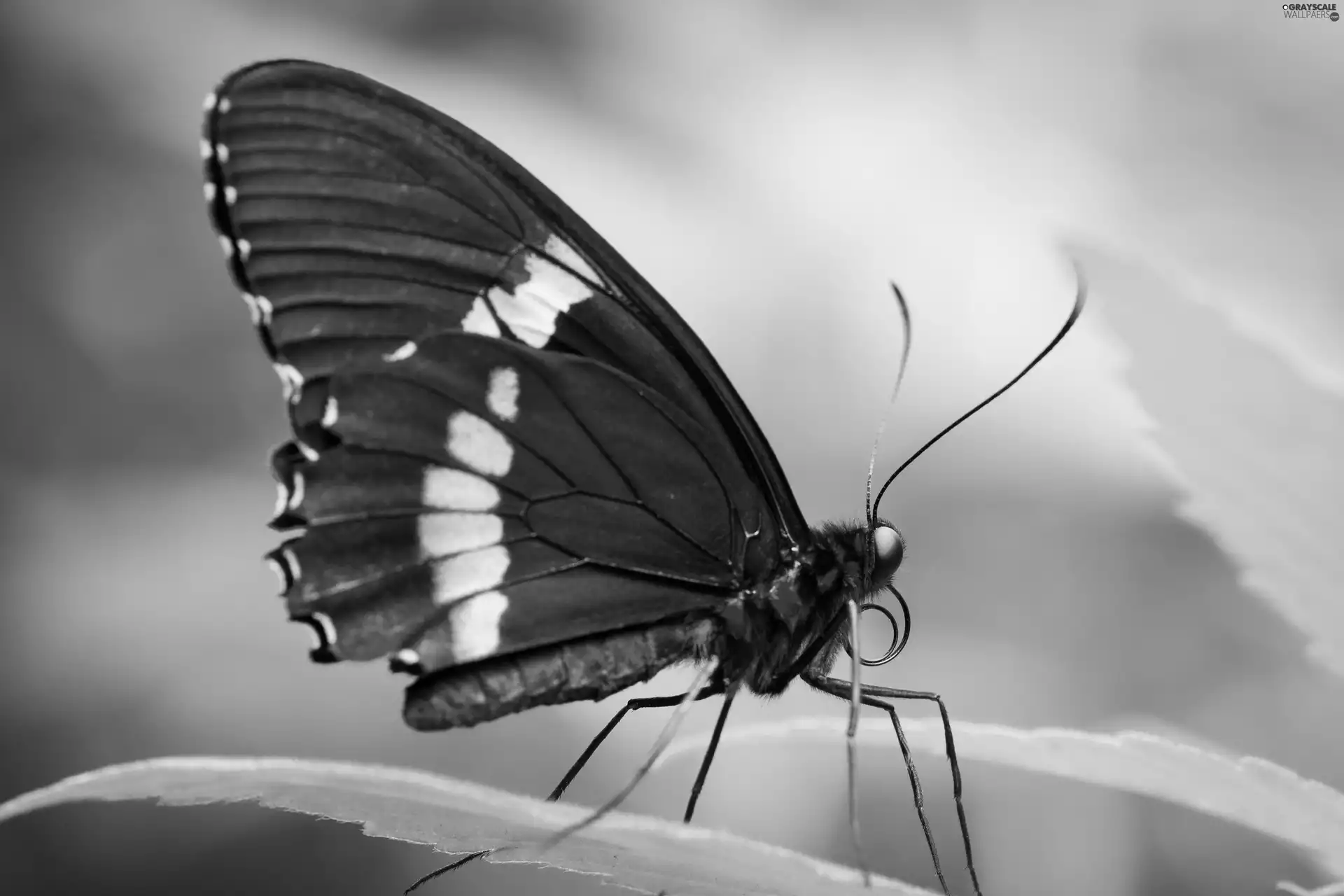 butterfly, Close