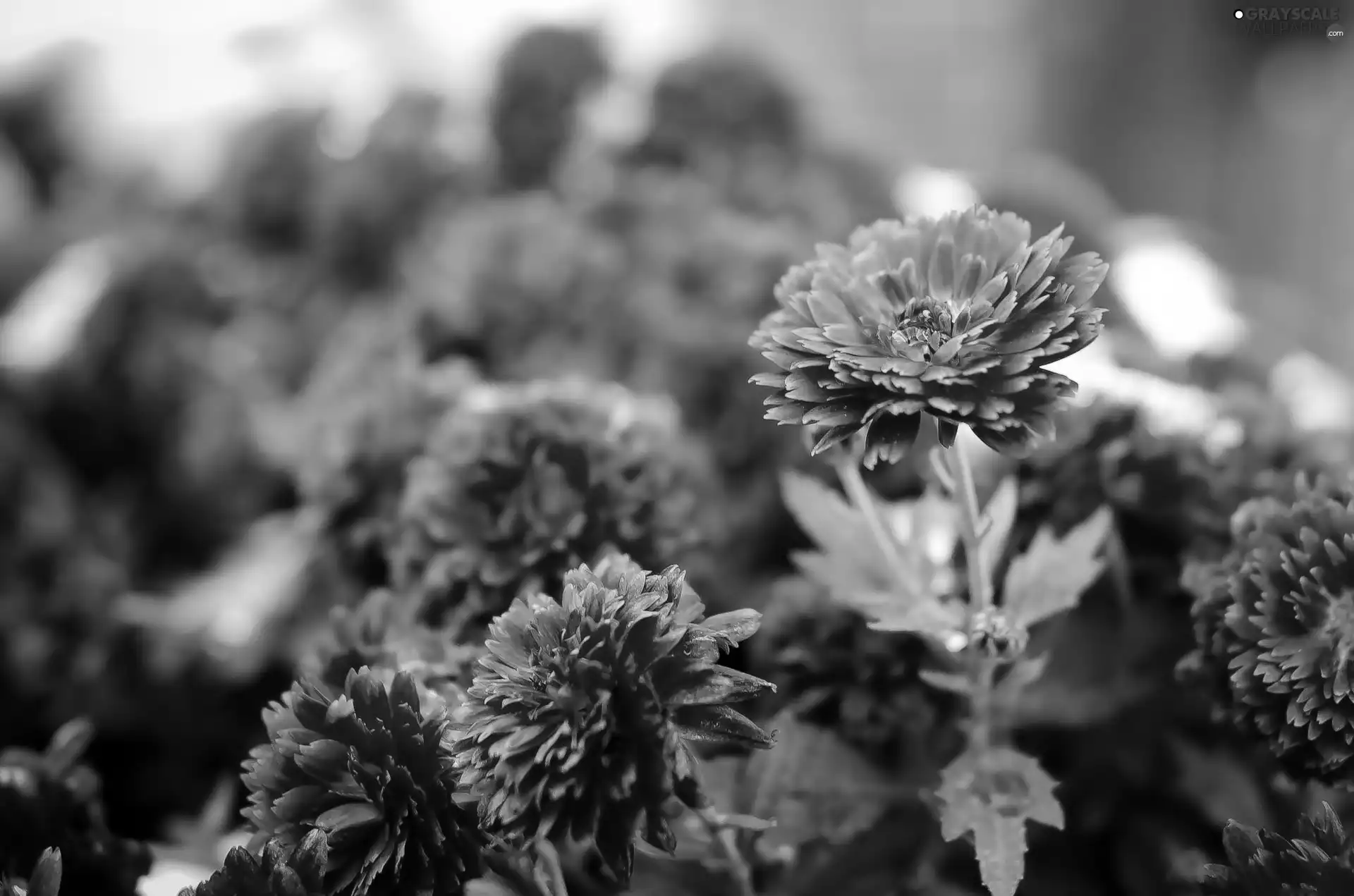 Chrysanthemums, Close