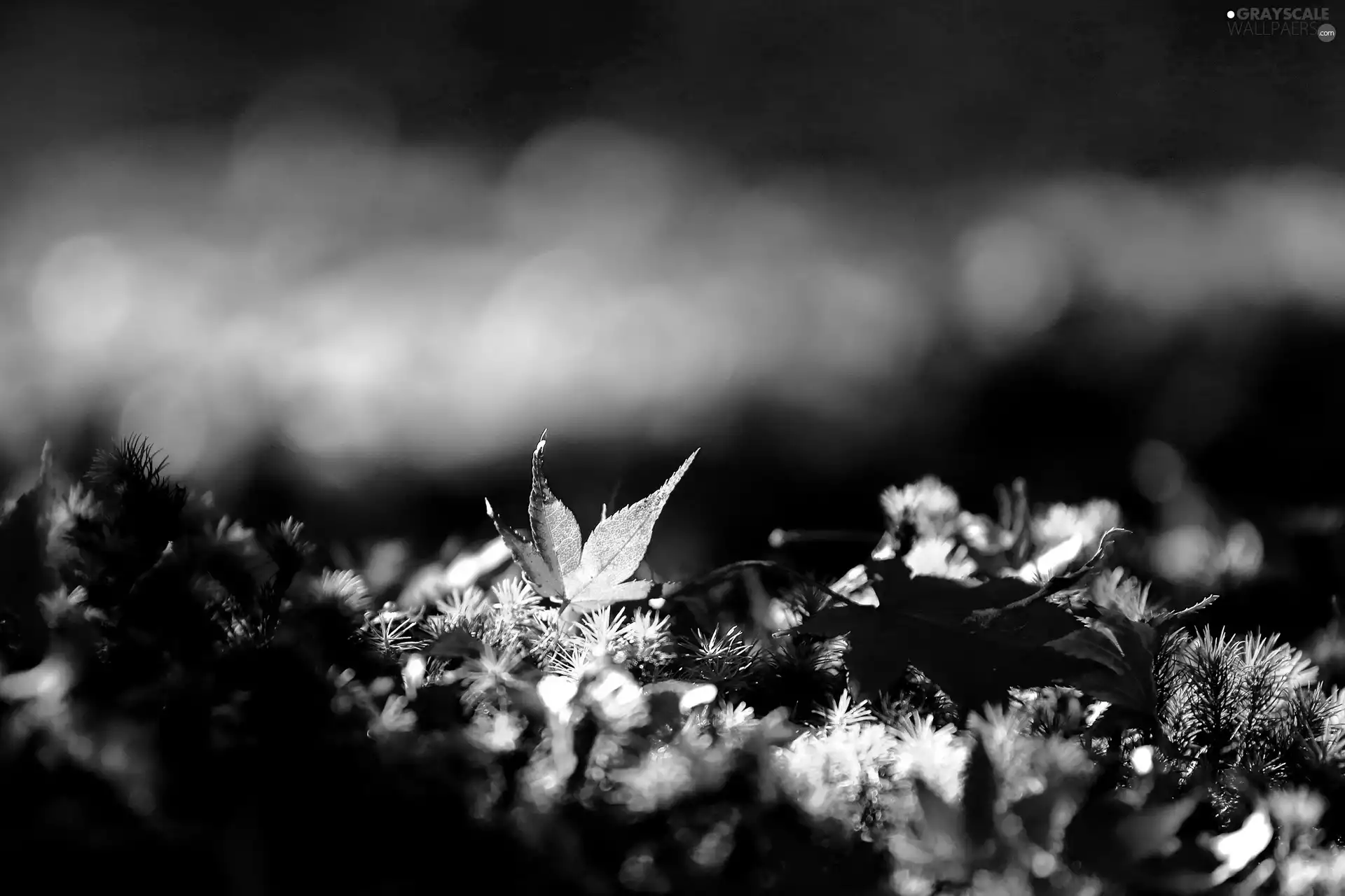 color, Moss, Close, Leaf