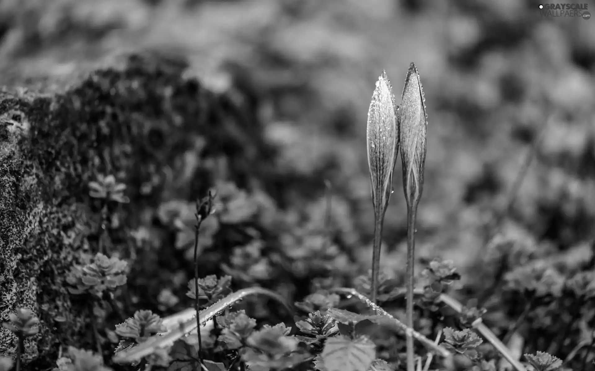 crocuses, Spring, Close, plants