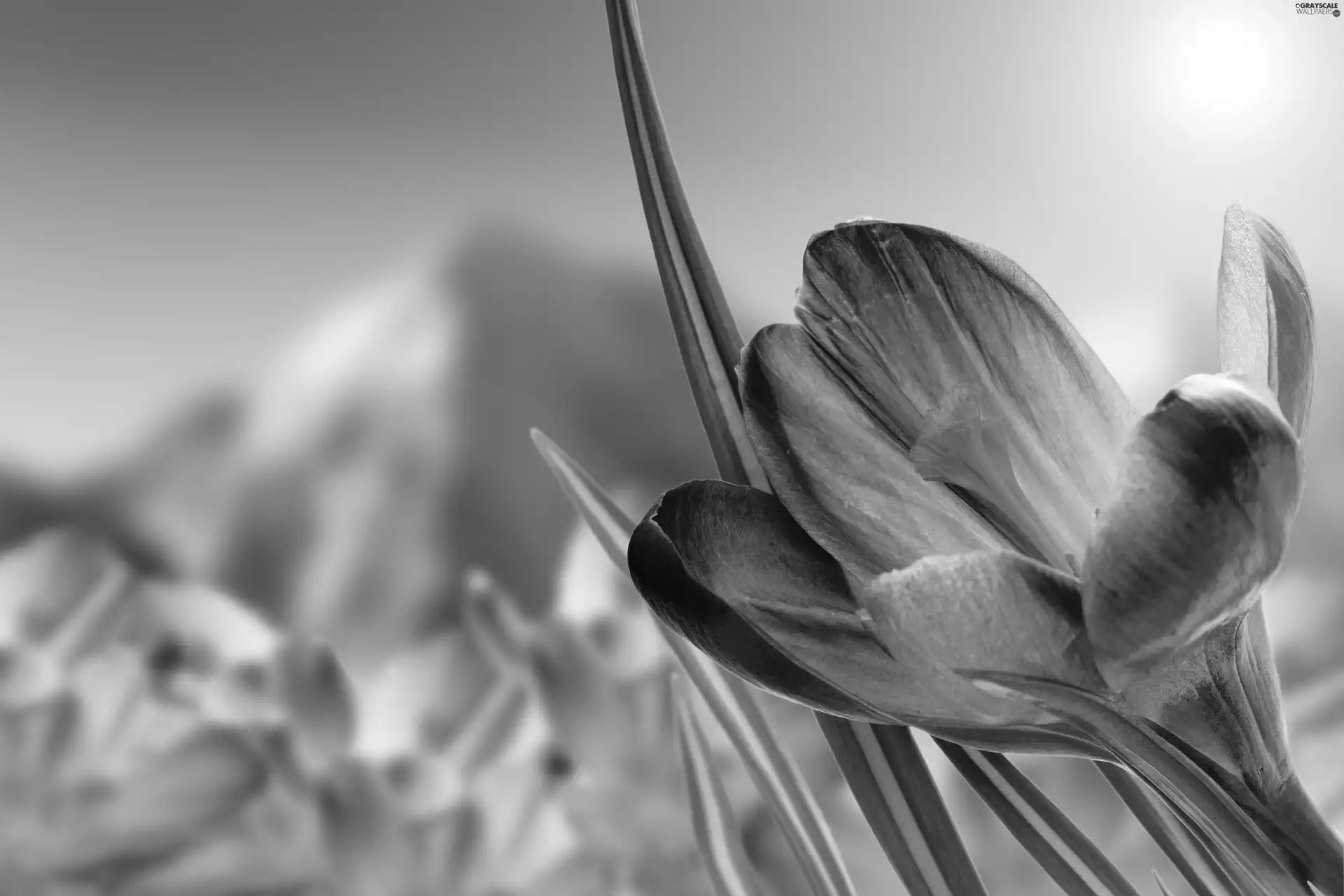 crocuses, Close